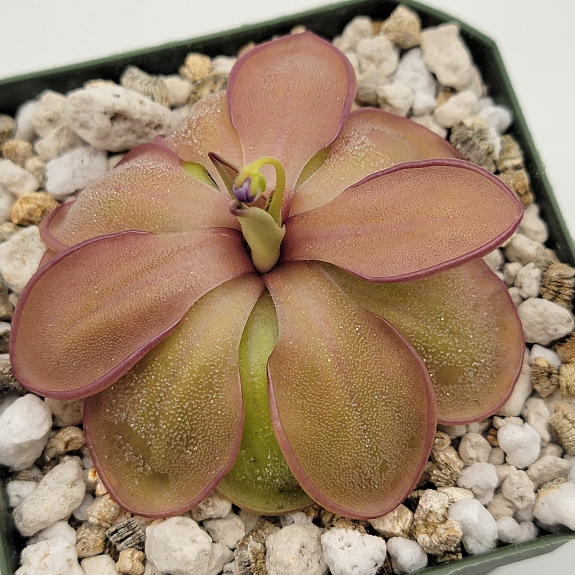 Pinguicula emarginata x hemiepiphytica