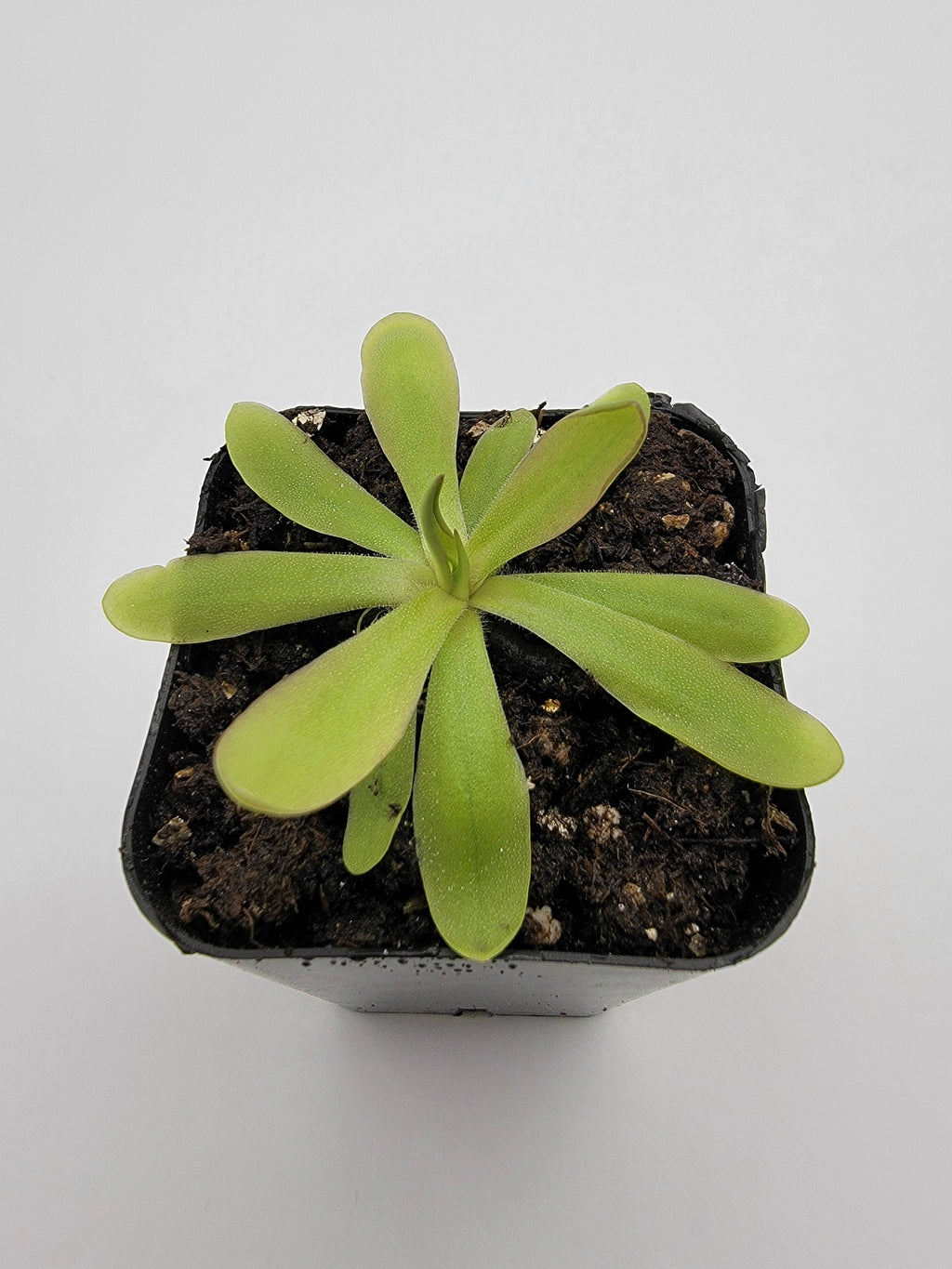 Pinguicula emarginata x moctezumae