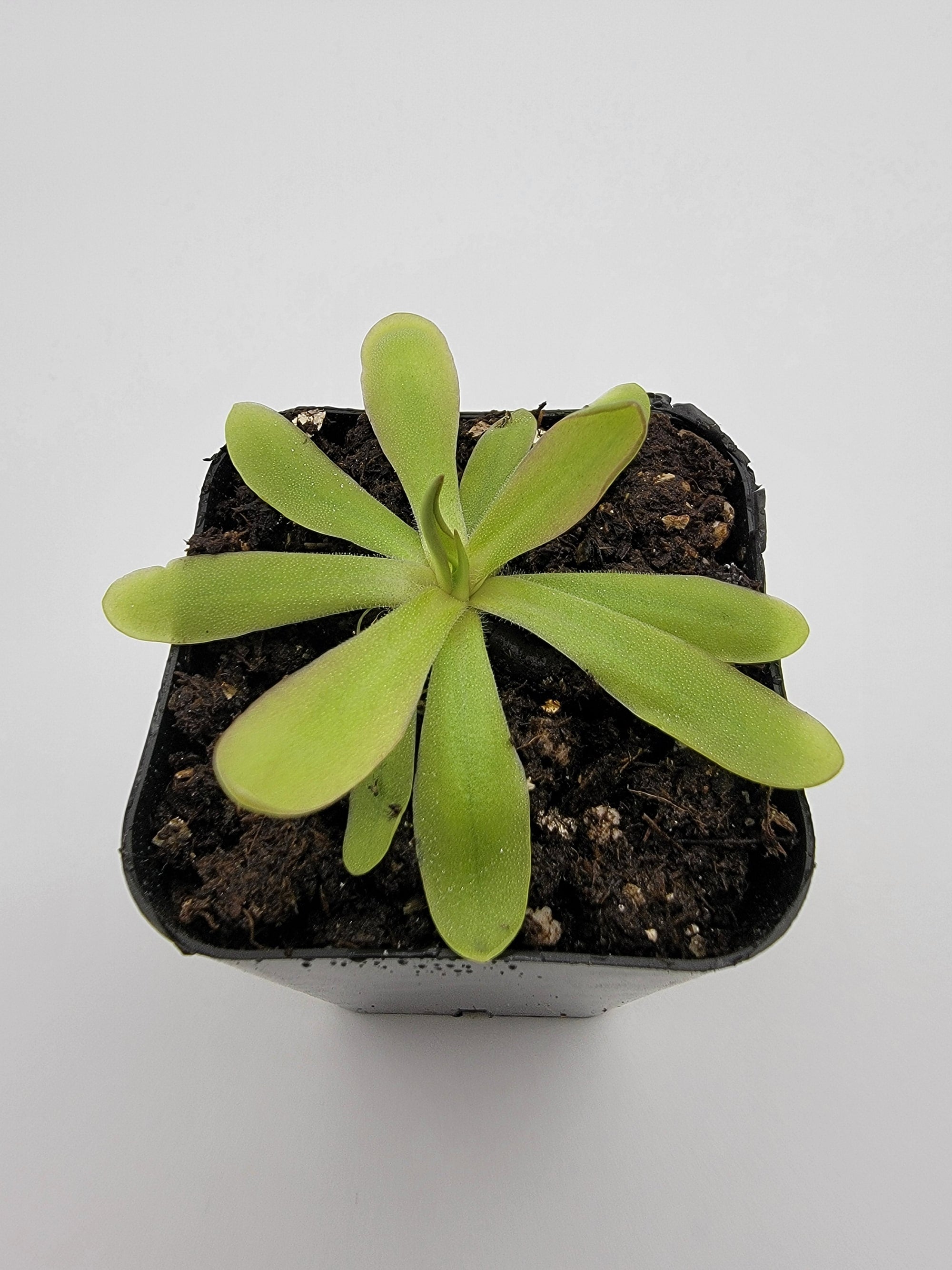 Pinguicula emarginata x moctezumae