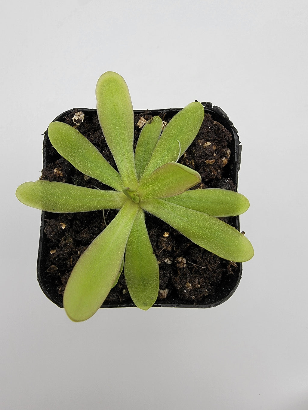 Pinguicula emarginata x moctezumae
