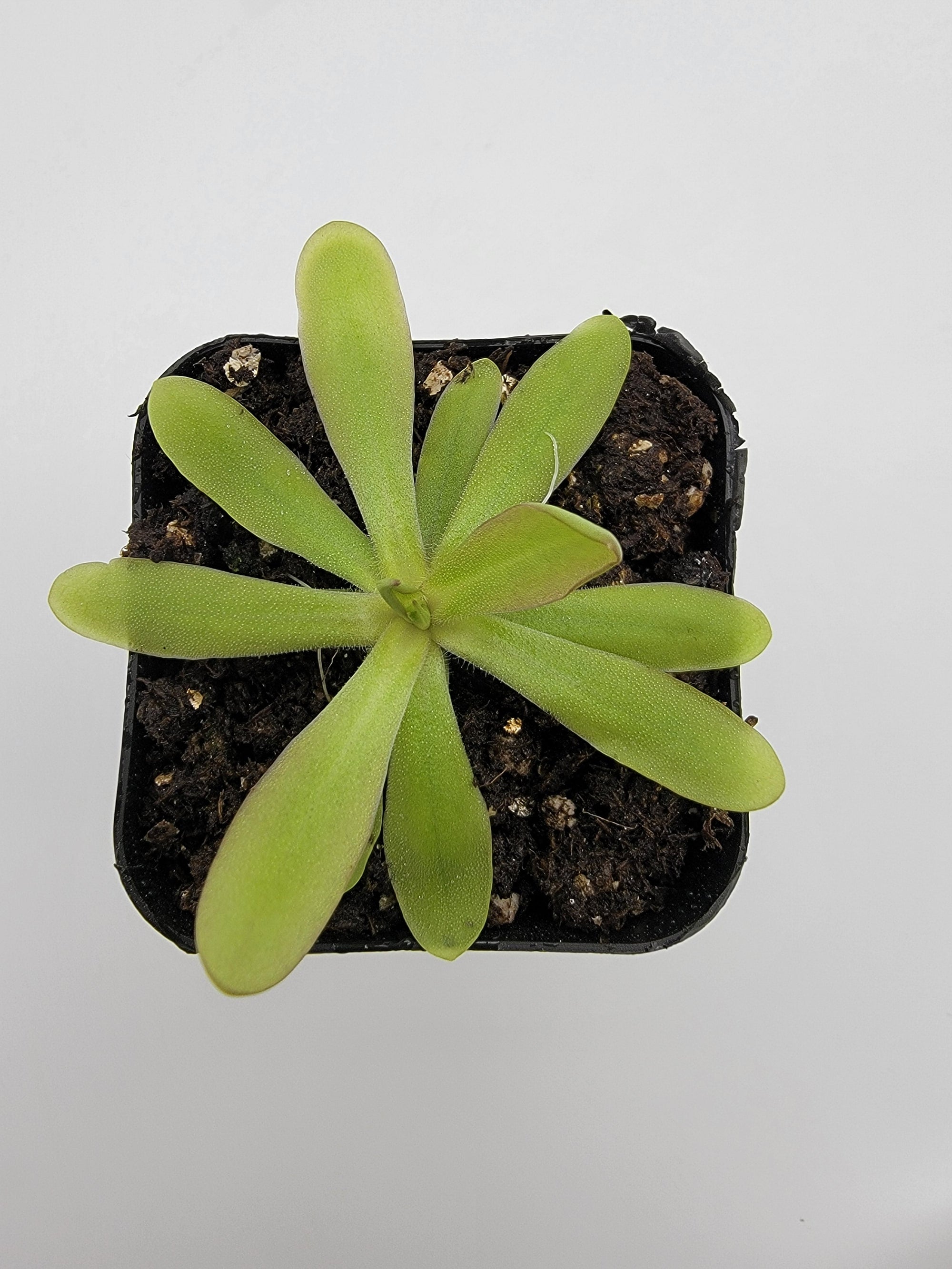 Pinguicula emarginata x moctezumae