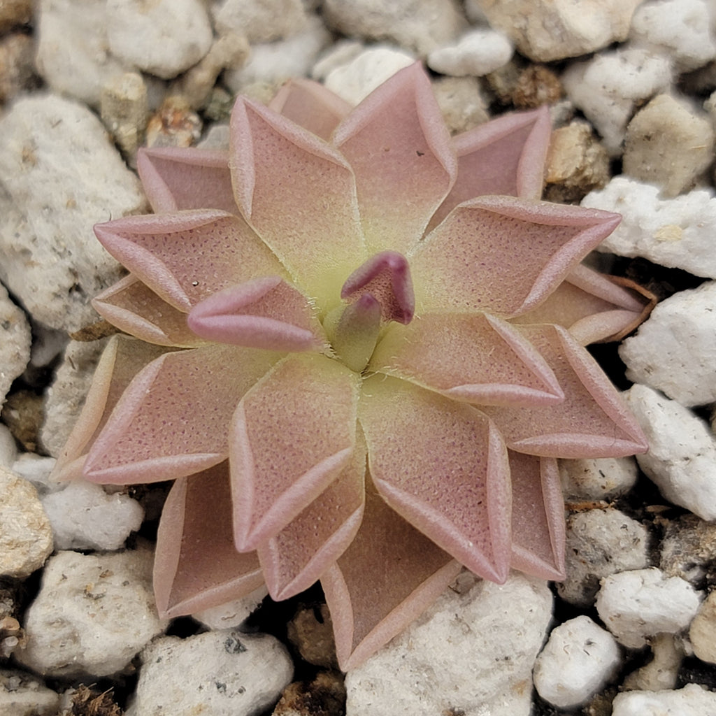 Pinguicula "Estrellita"