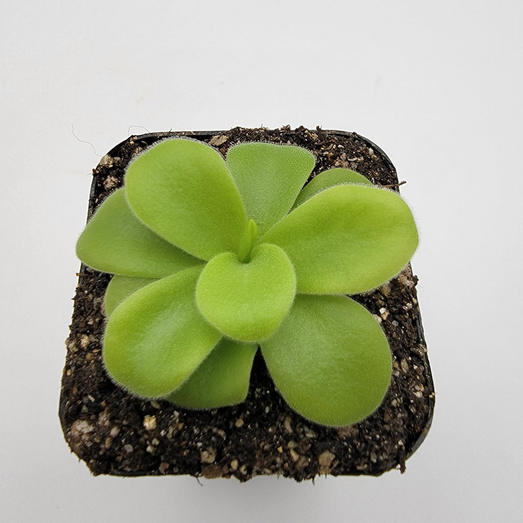 Pinguicula gigantea alba