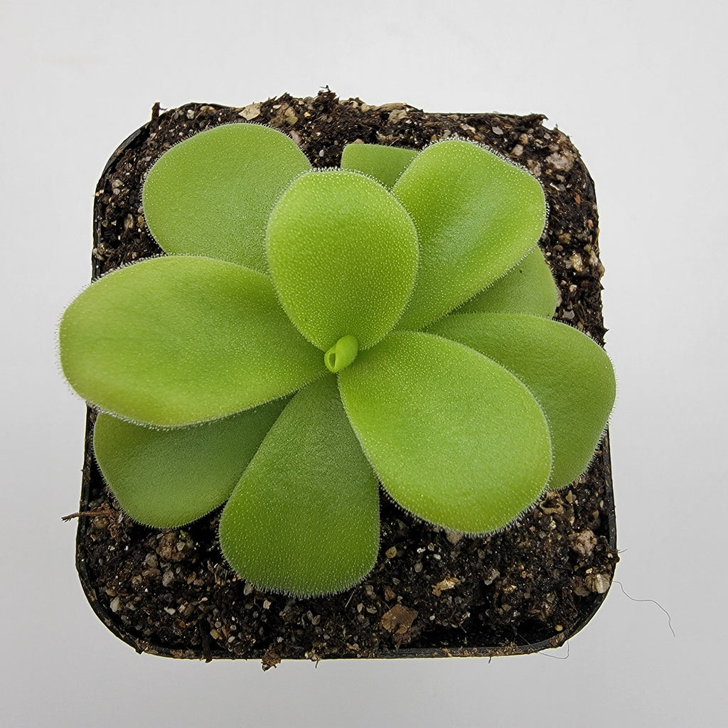 Pinguicula gigantea alba