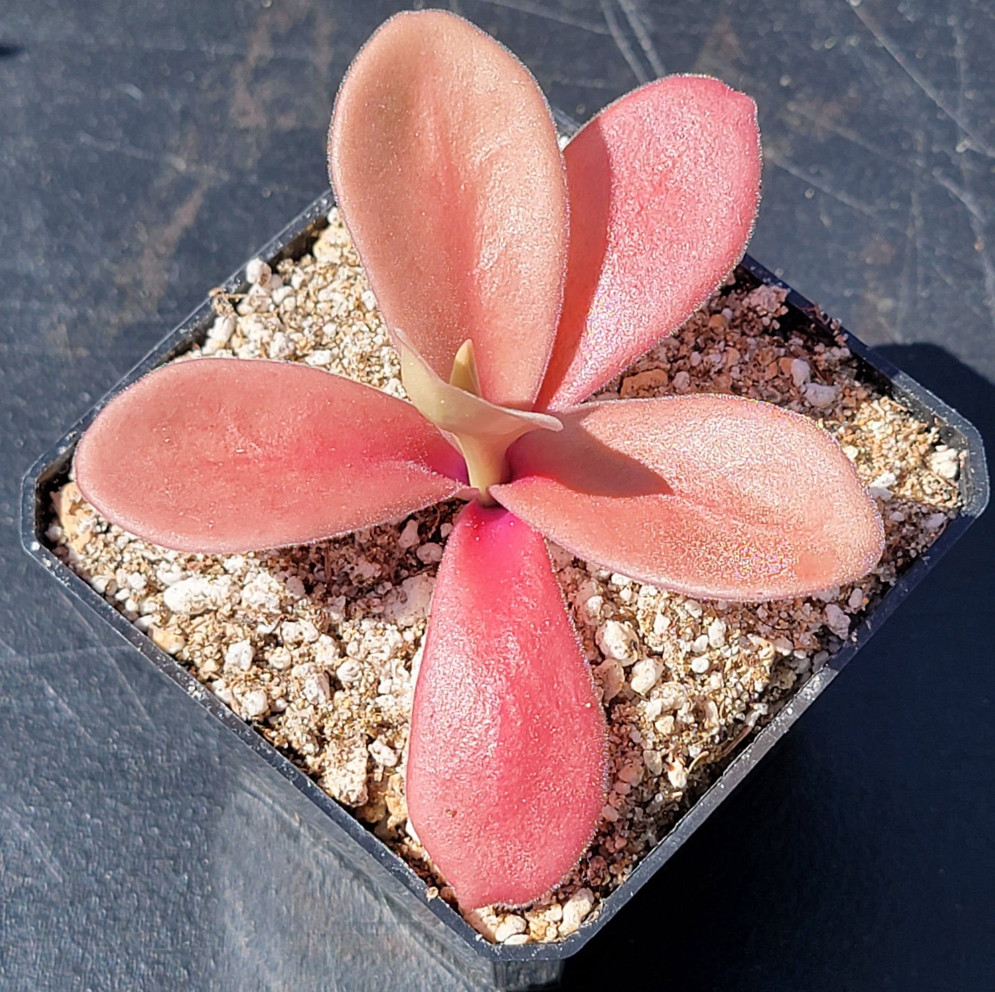 Pinguicula gigantea red