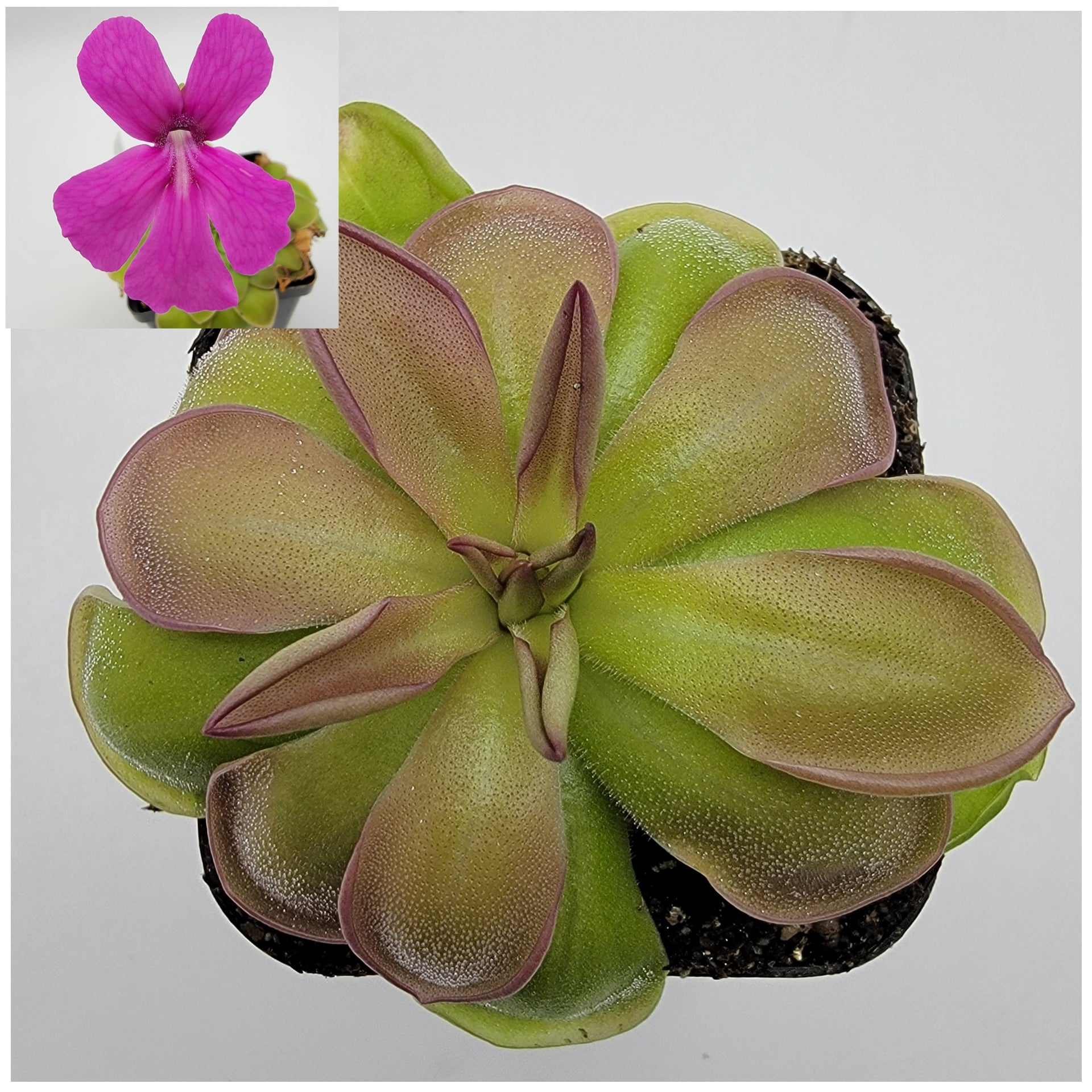 Pinguicula hemiepiphytica