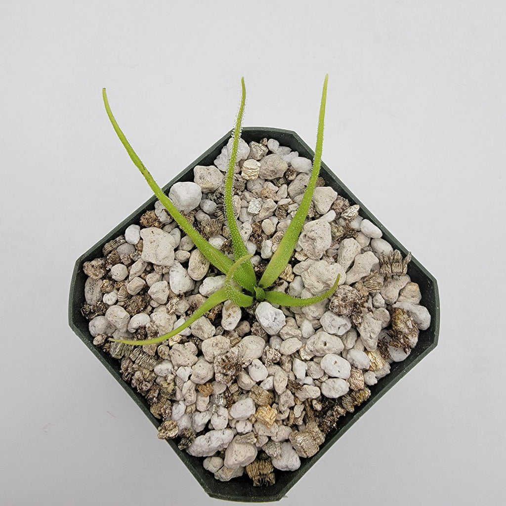 Pinguicula heterophylla