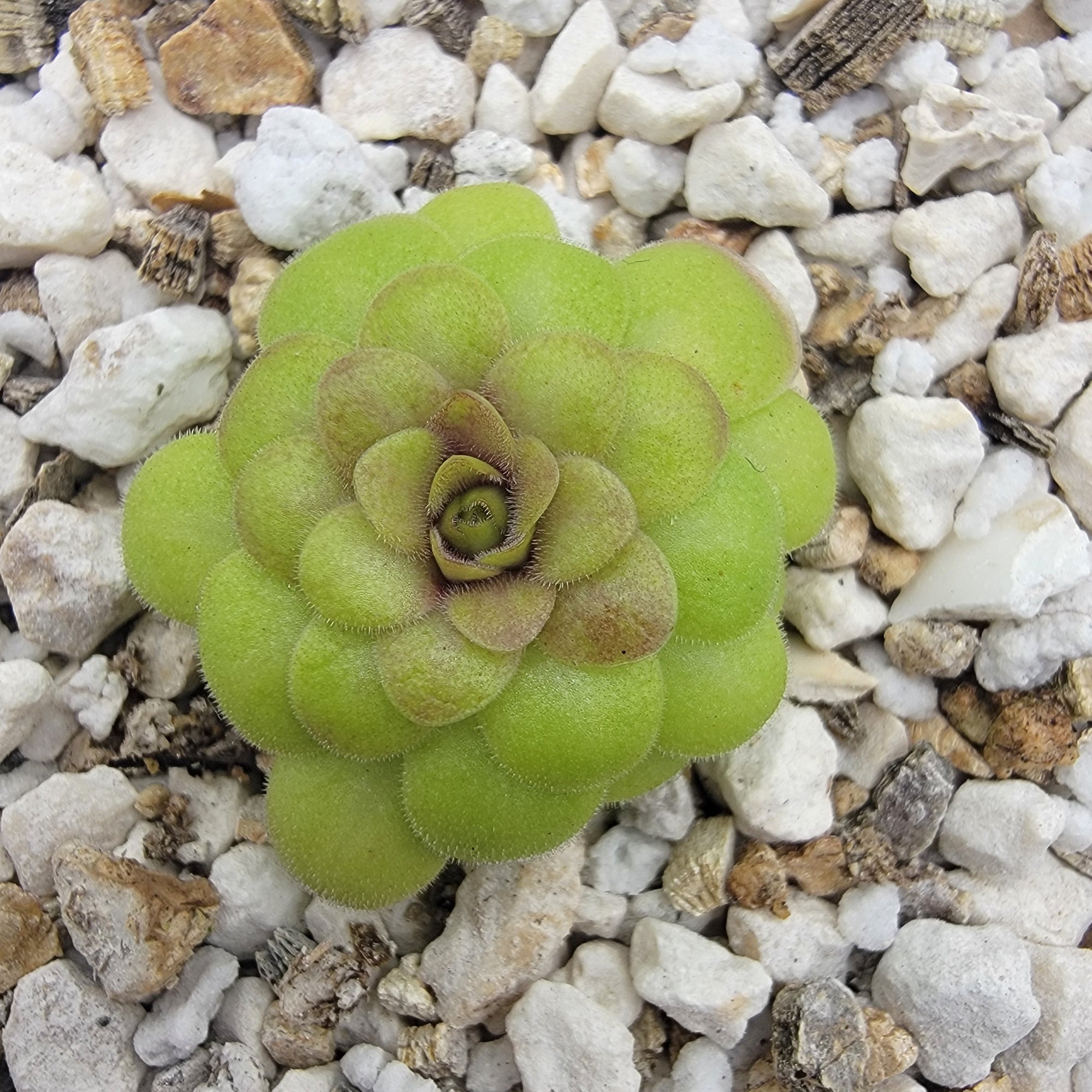 Pinguicula laueana "Crimson Flower"