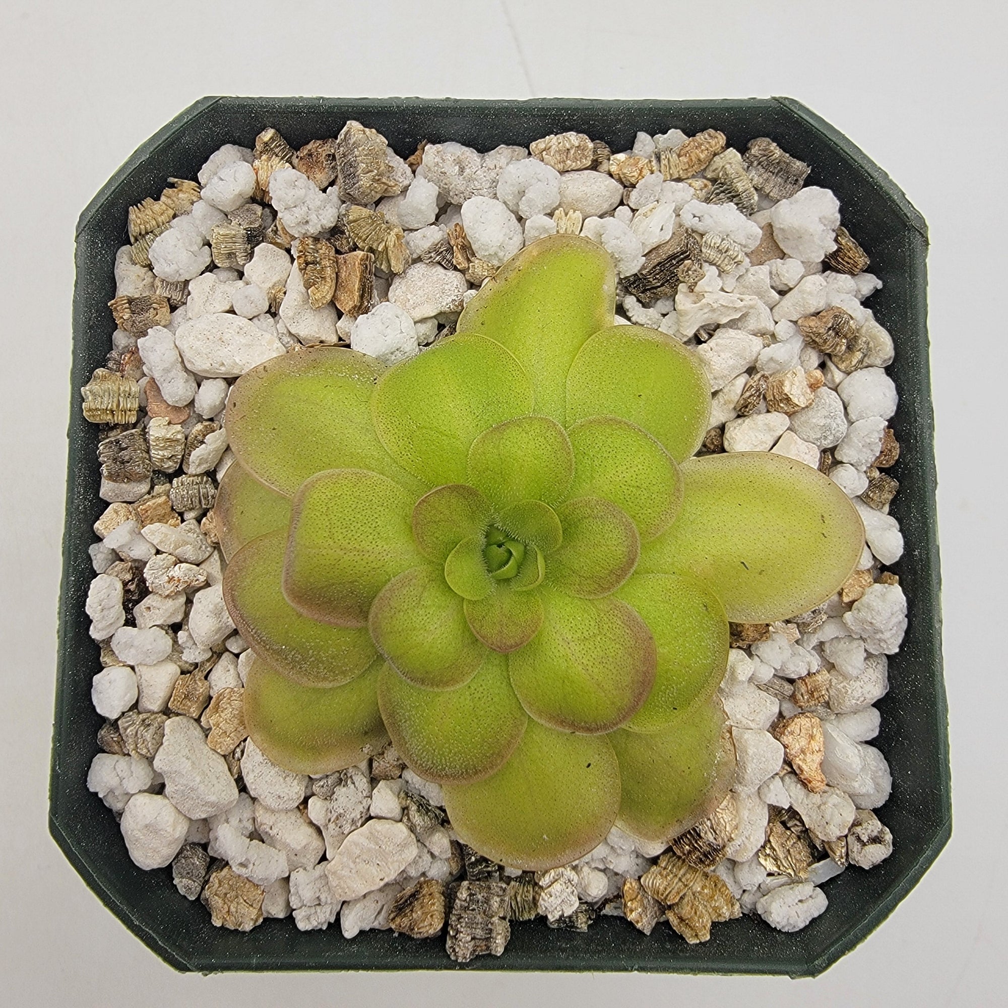 Pinguicula laueana "Crimson Flower"