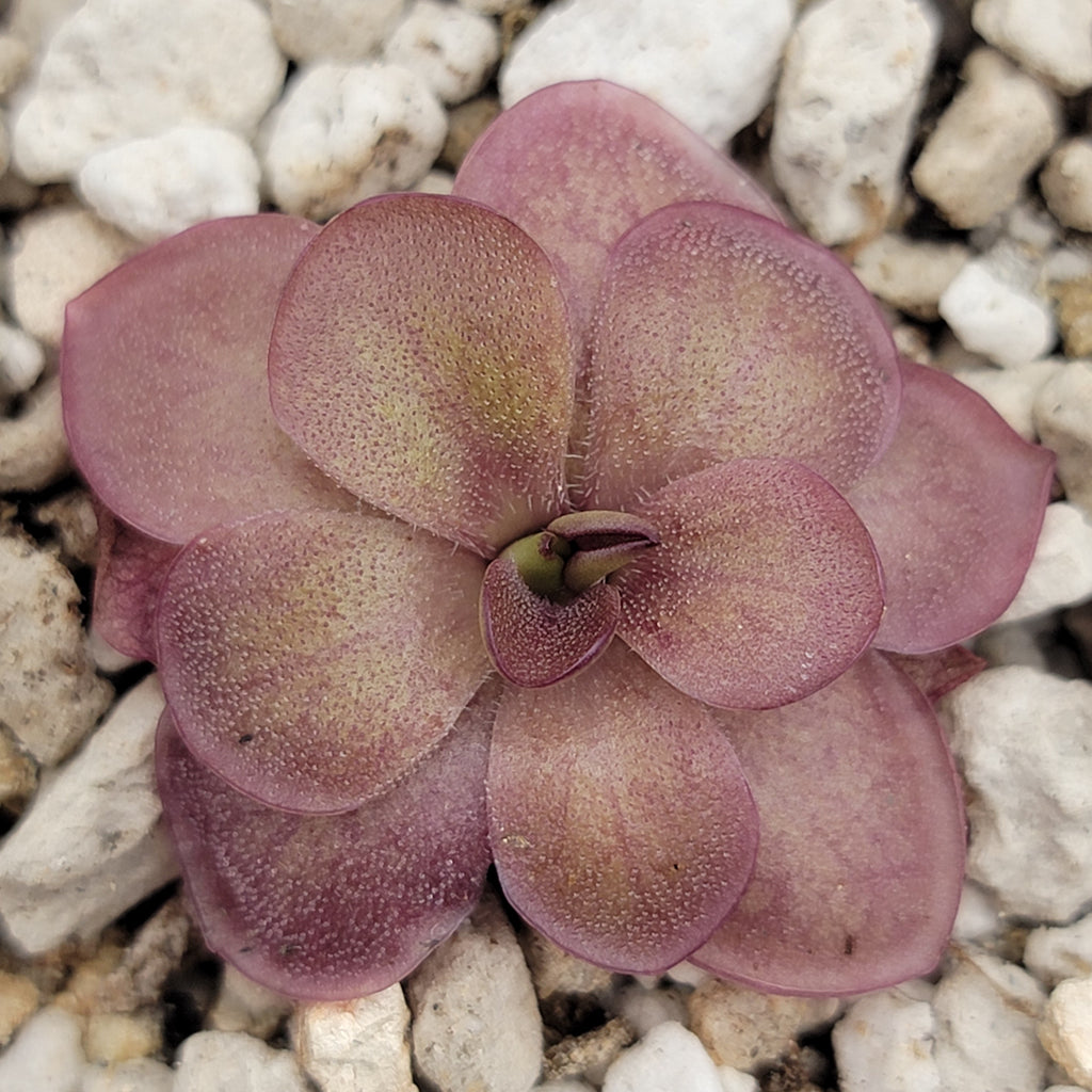 Pinguicula laueana {undulate geranium flower}