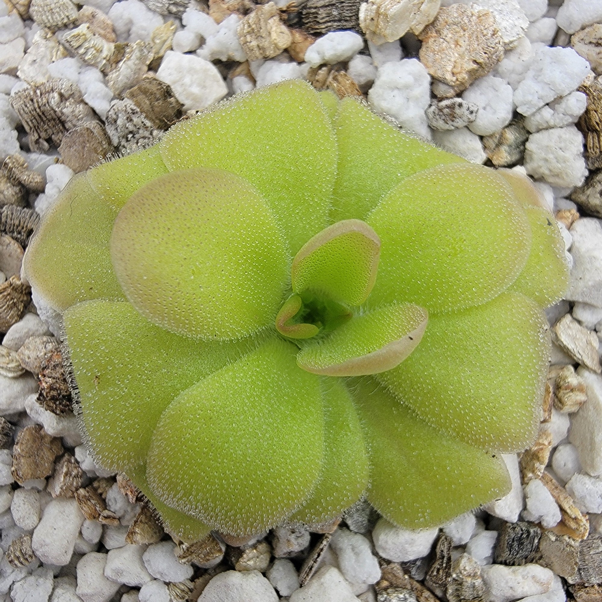 Pinguicula laueana x elizabethiae