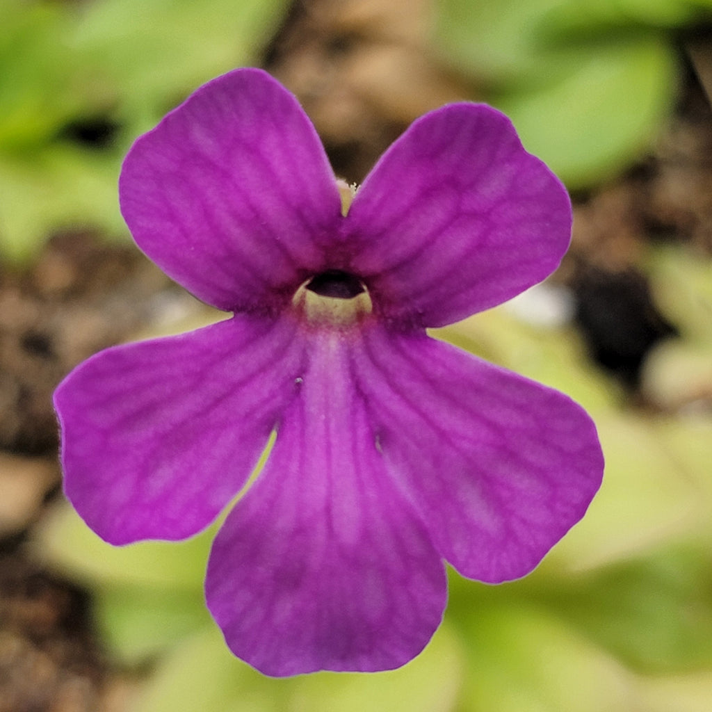 Pinguicula laueana x elizabethiae
