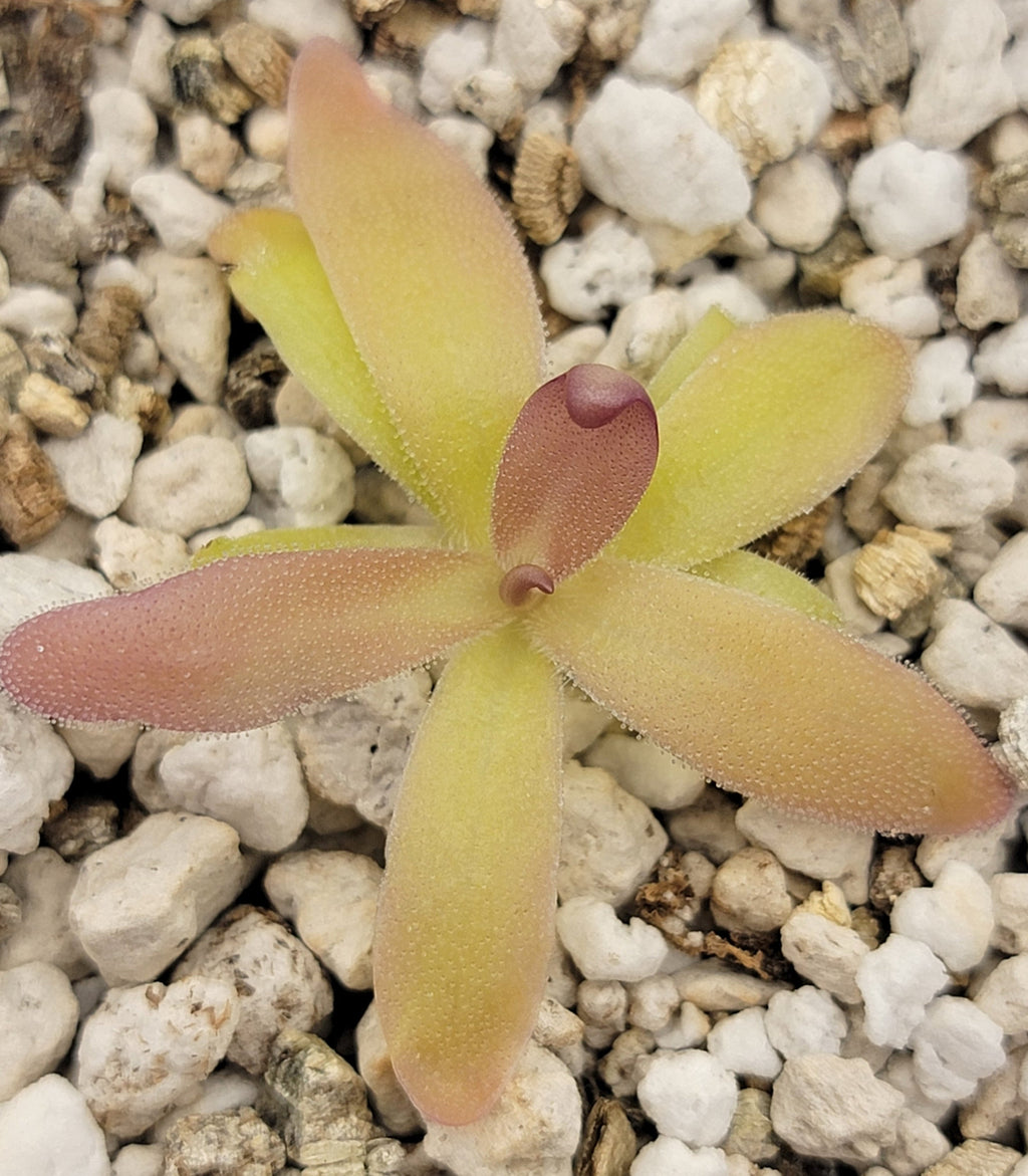Pinguicula laueana x gypsicola
