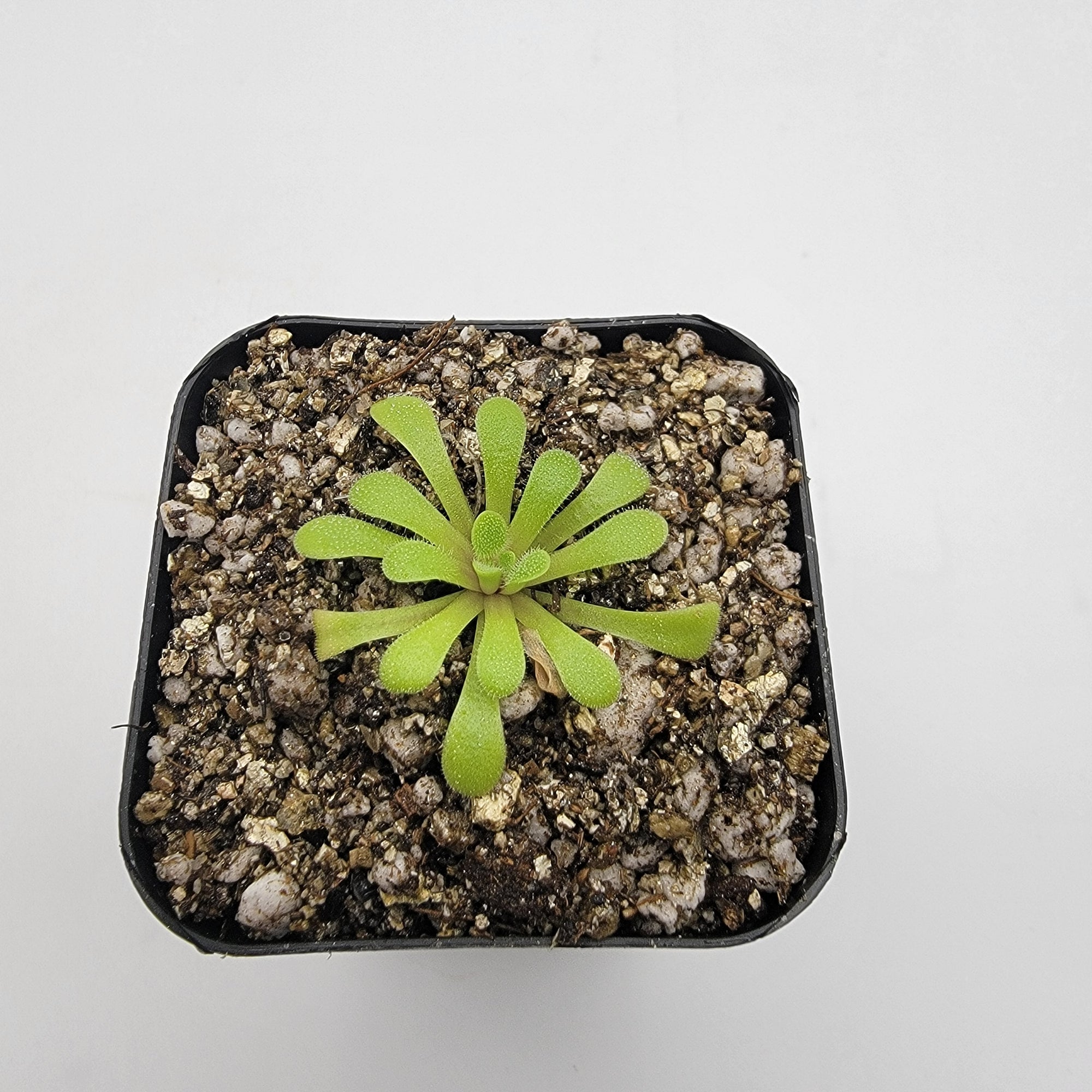 Pinguicula laxifolia