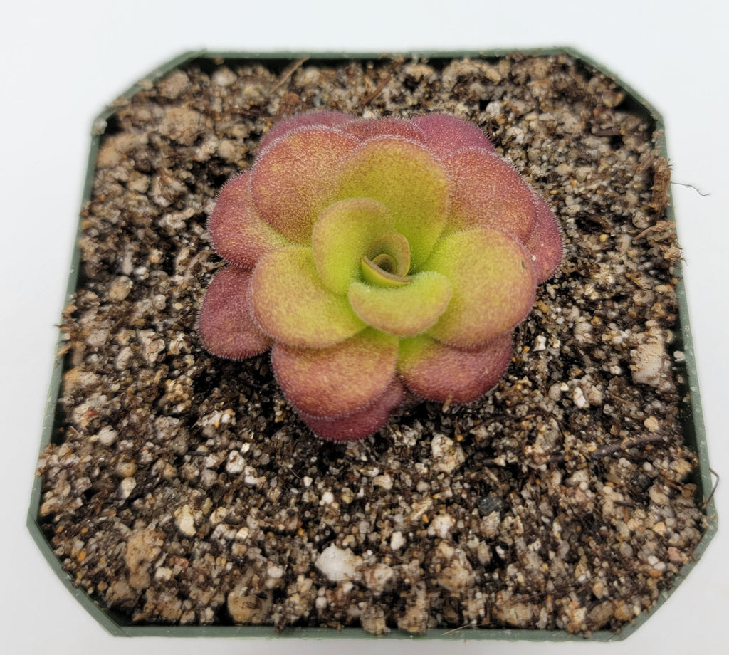 Pinguicula martinezii