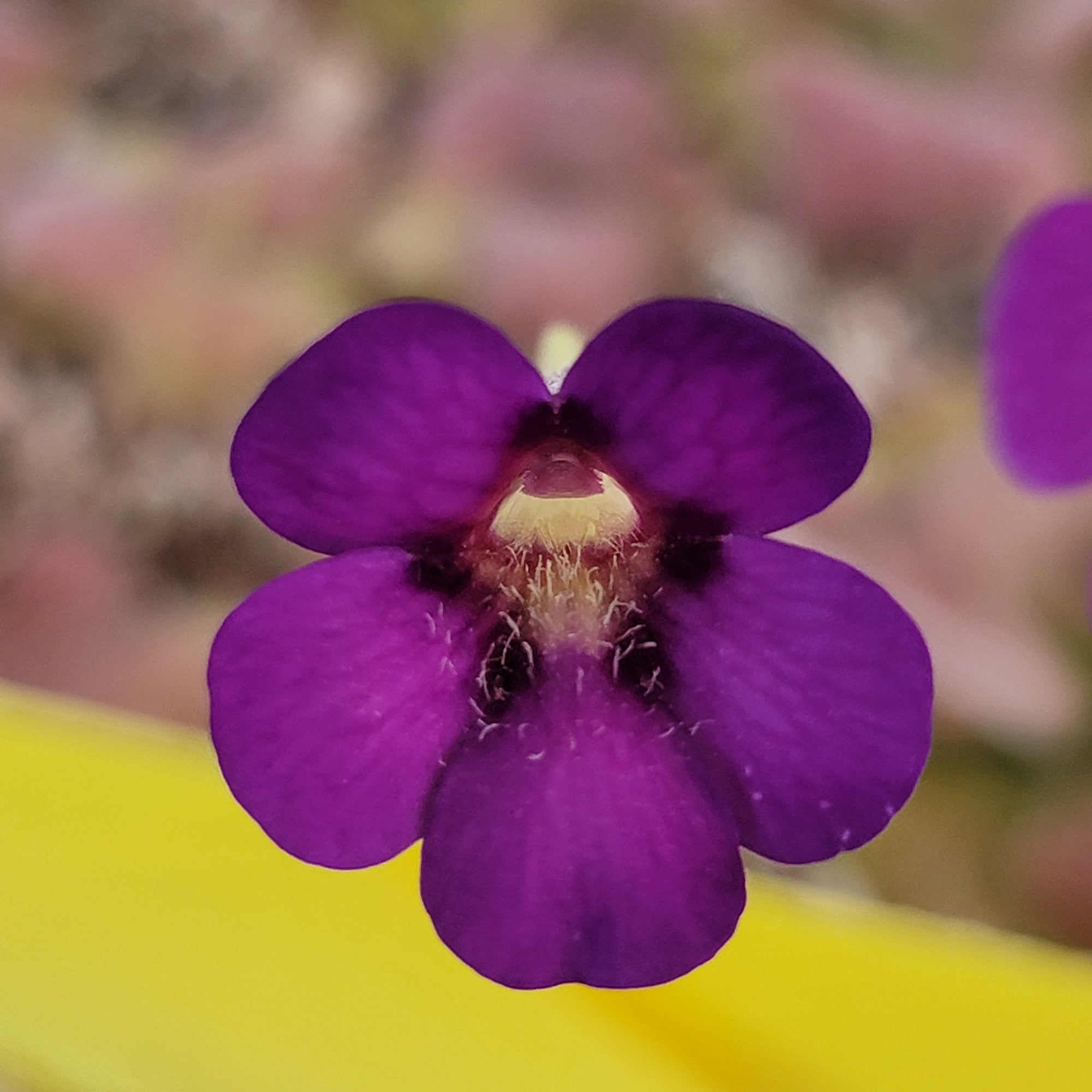 Pinguicula martinezii x laueana -Mexican butterwort-