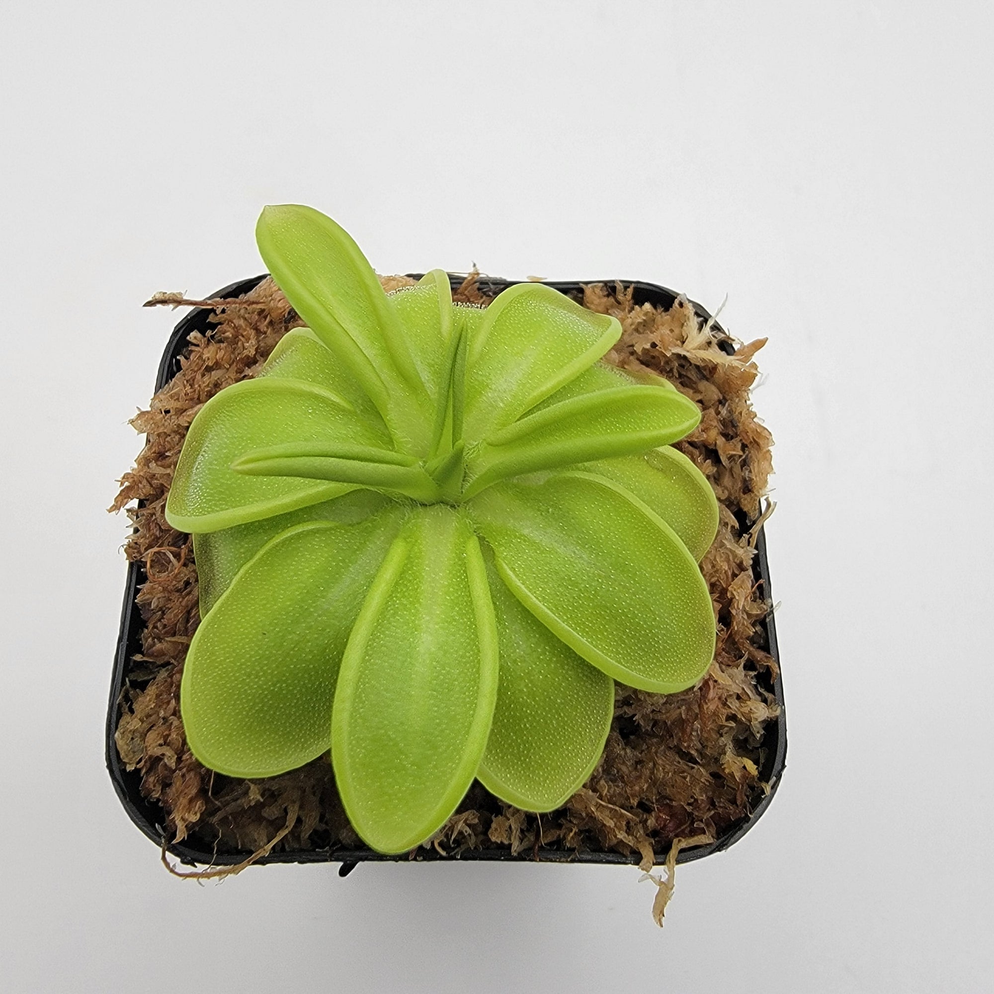 Pinguicula mesophytica {cerro El Pital, Honduras}