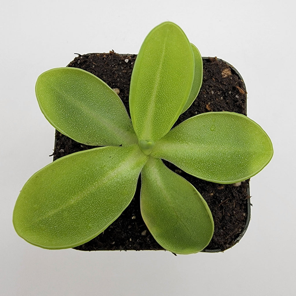 Pinguicula moranensis var. alba