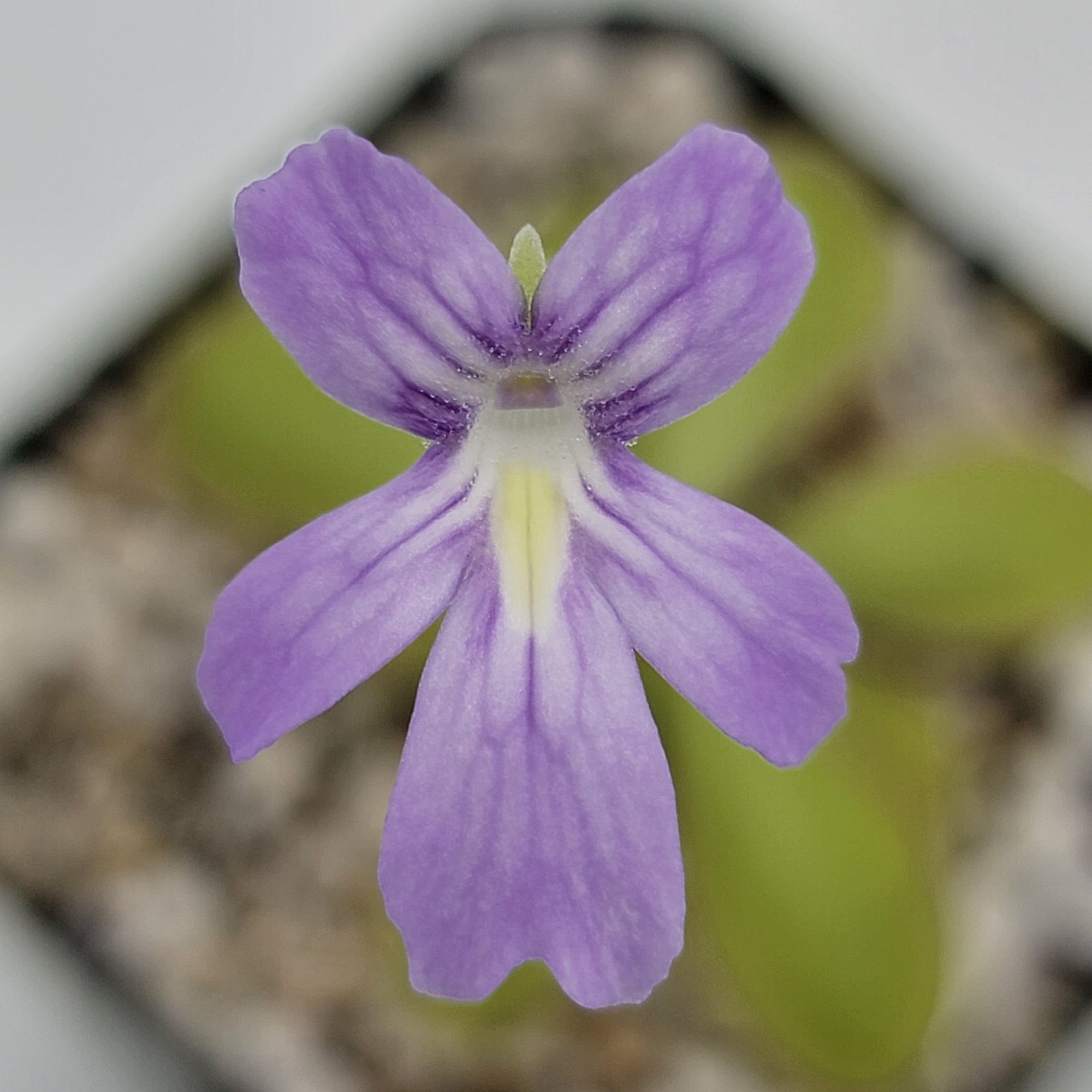 Pinguicula moranensis var. alba x emarginata