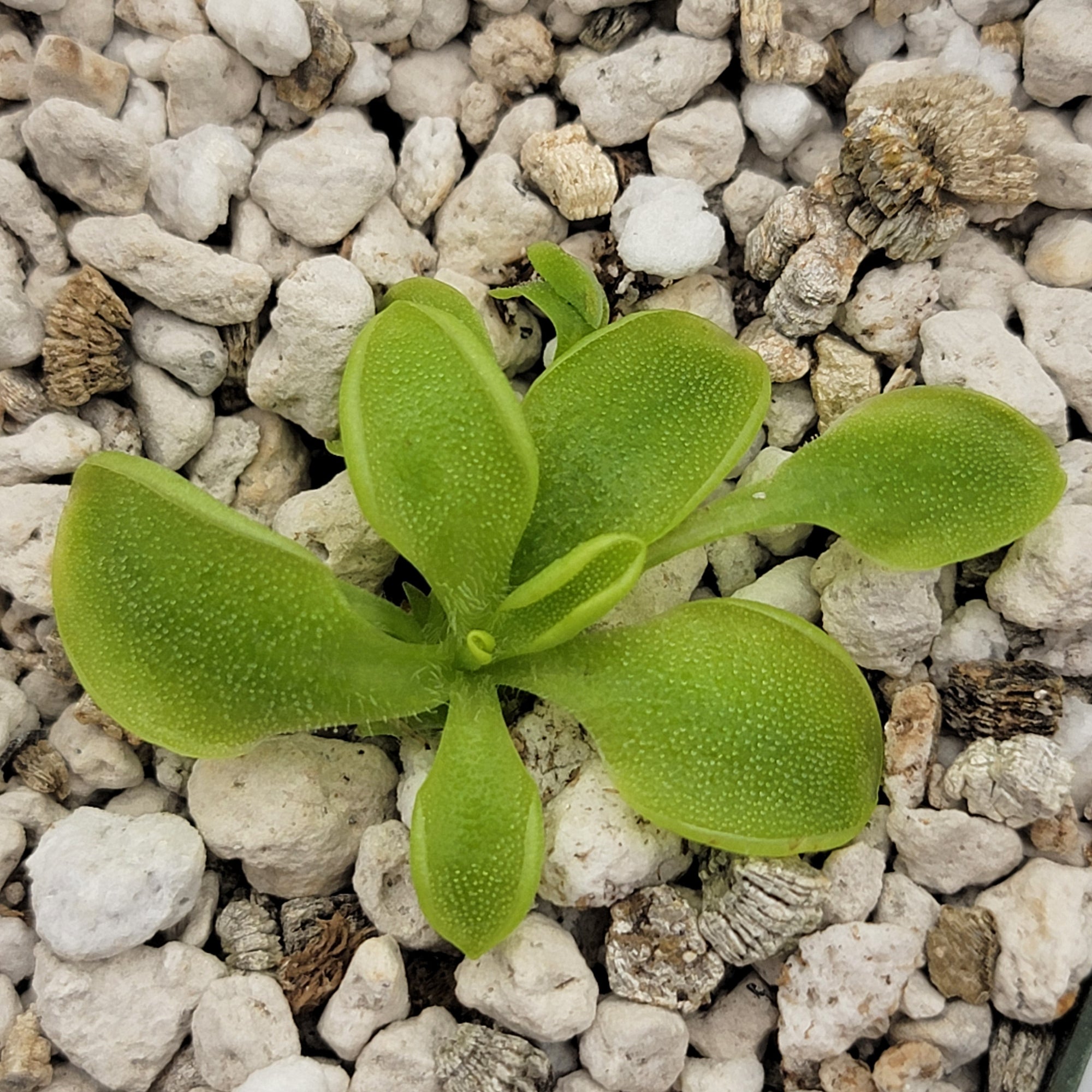 Pinguicula oblongiloba {Patzcuaro, Michoacan}