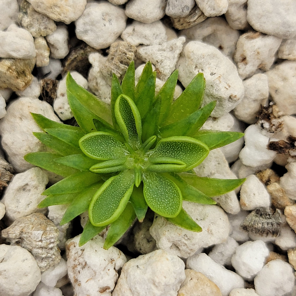 Pinguicula oblongiloba {Patzcuaro, Michoacan}