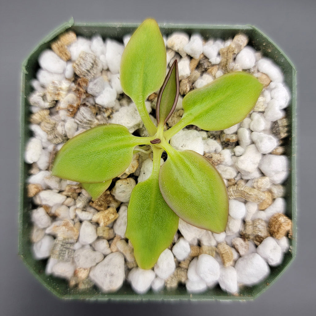 Pinguicula parvifolia