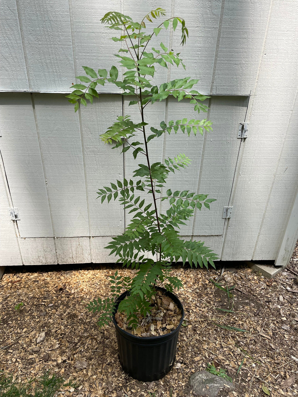 Chinese Pistache ( Pistacia chinensis )