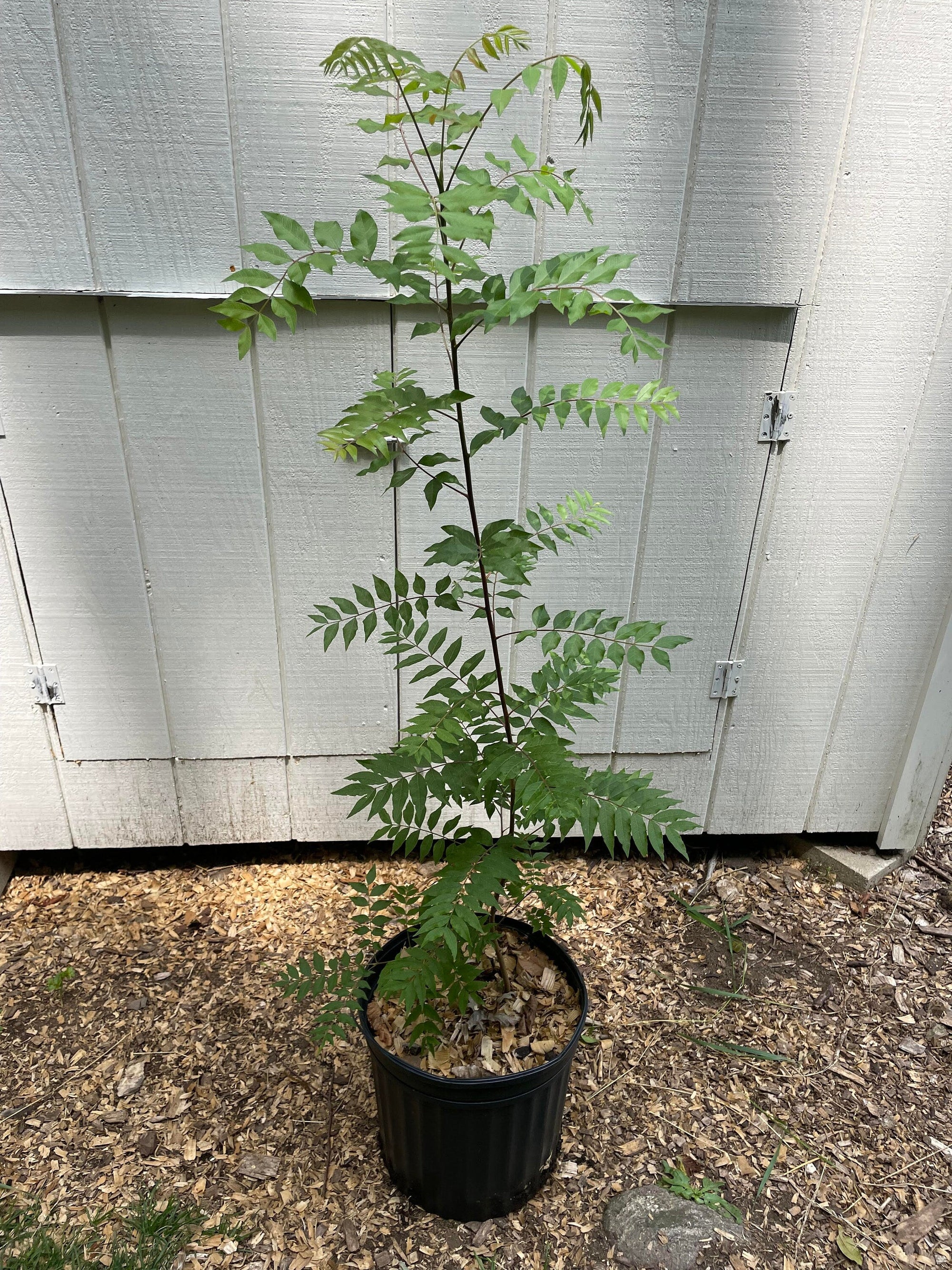 Chinese Pistache ( Pistacia chinensis )