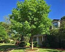 Chinese Pistache ( Pistacia chinensis )