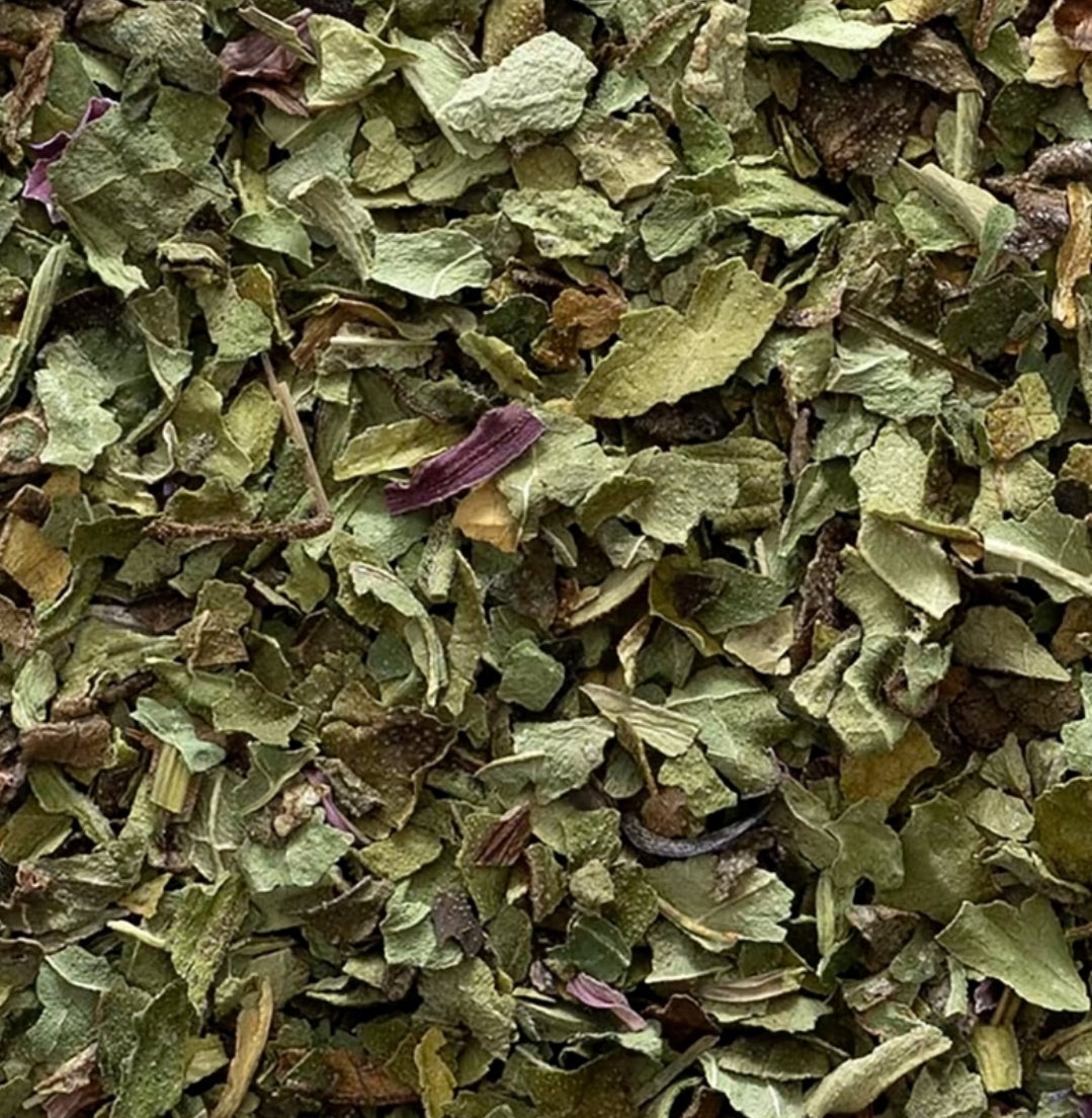 Echinacea | Immune Support & Recovery Aid