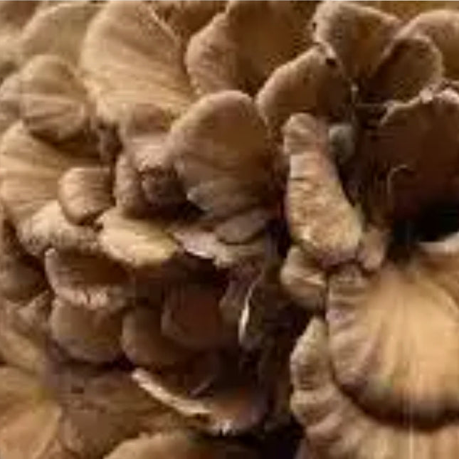 Maitake Mushroom | Immune Balance & Blood Sugar Support