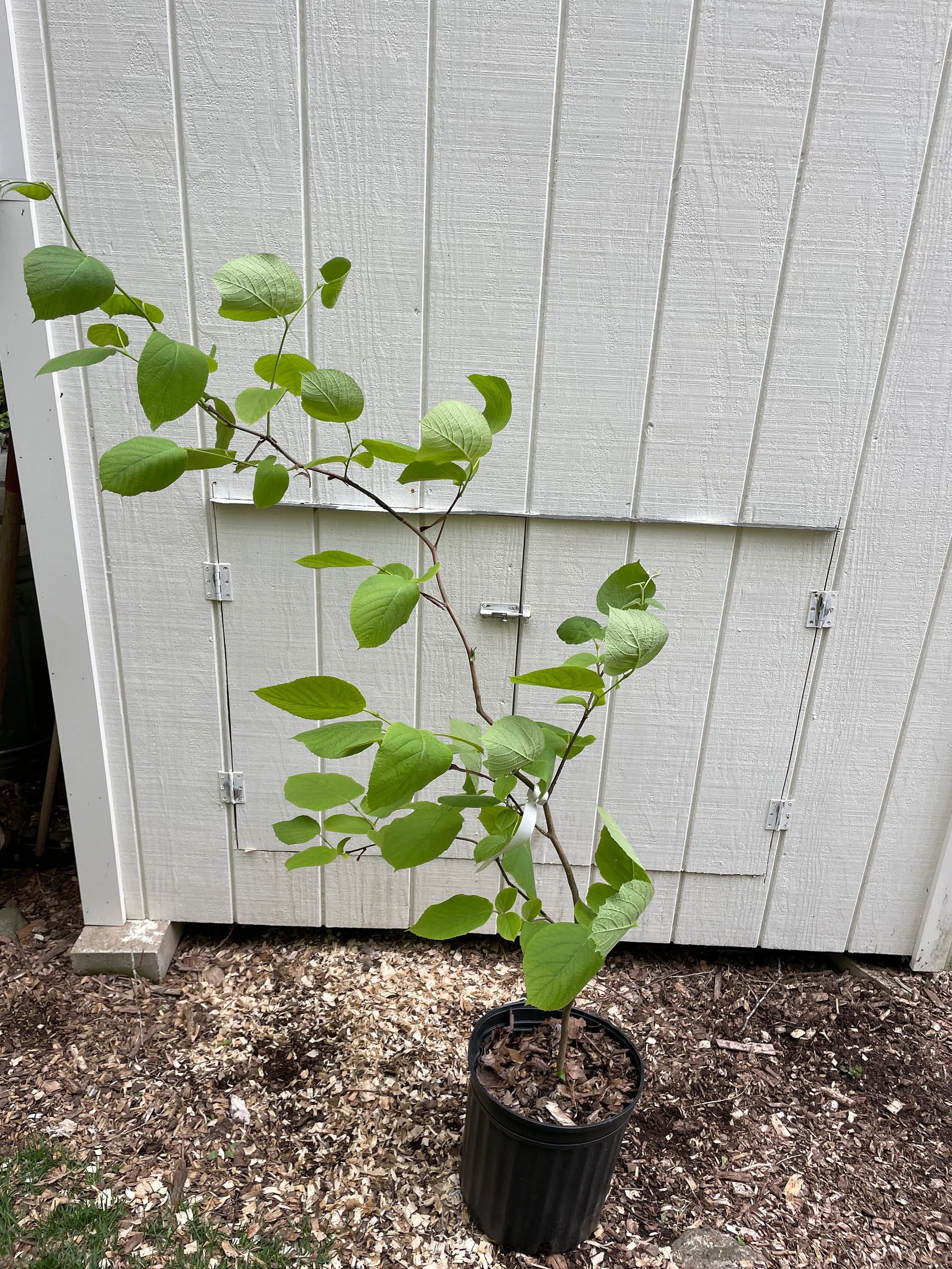 Fragrant Snowbell Tree Styrax obassia