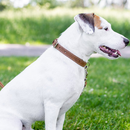 Pro Line Hunting Leather Collar and Leash Set