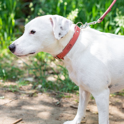 Pro Line Hunting Leather Collar and Leash Set