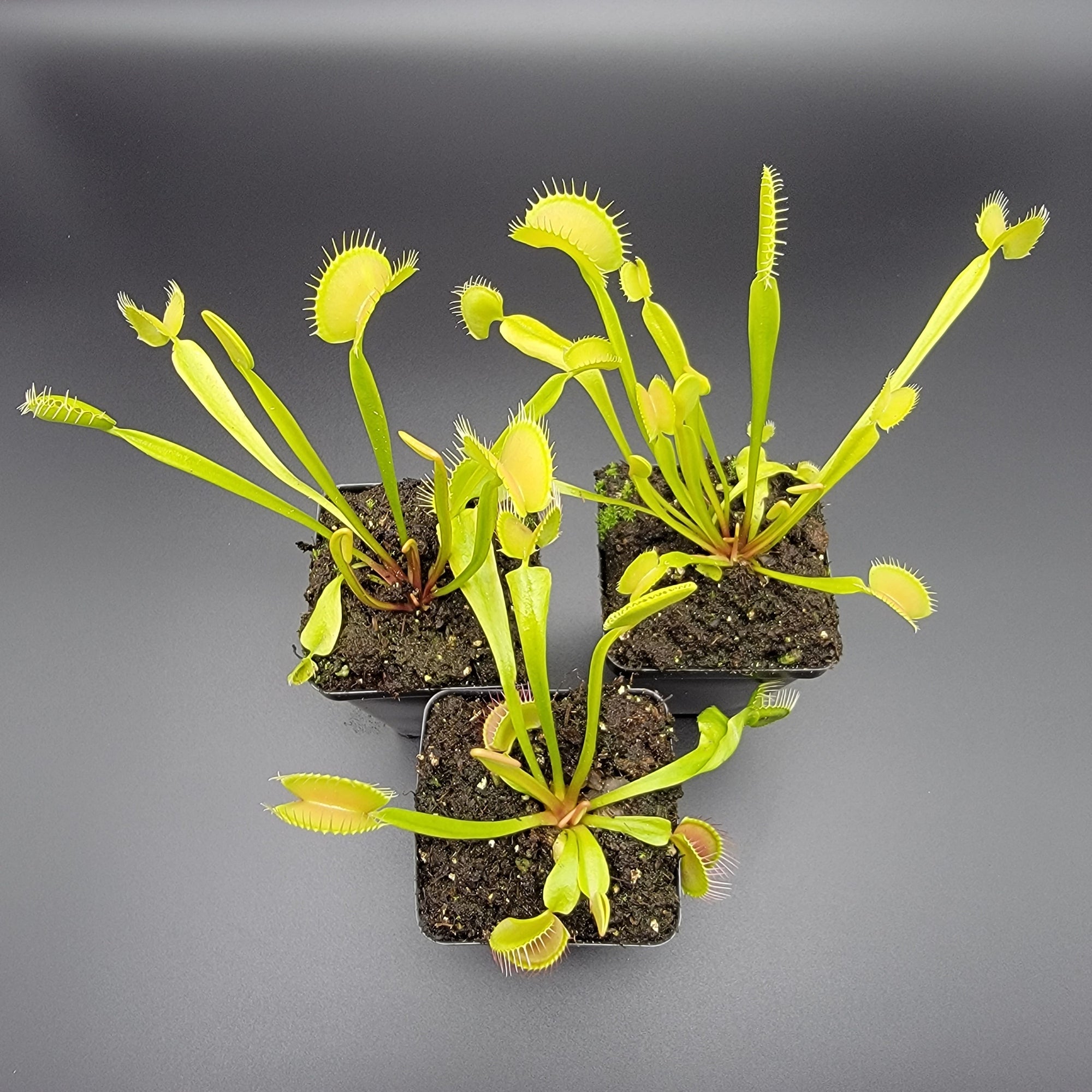 Venus flytrap (Dionaea muscipula) 'B52' x 'DC-XL'