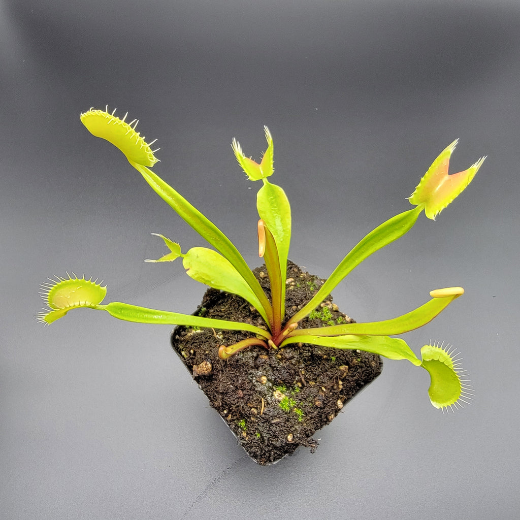 Venus flytrap (Dionaea muscipula) 'B52' x 'Ginormous'