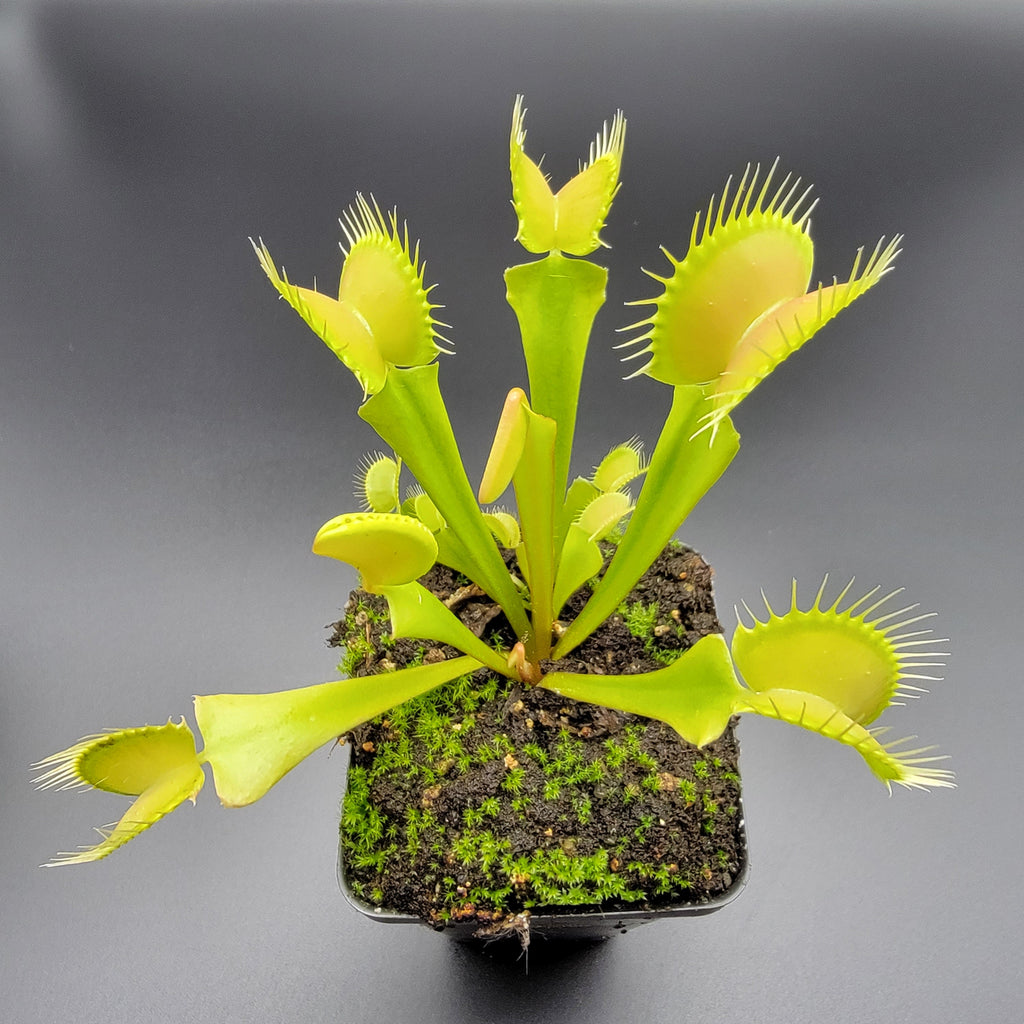Venus flytrap (Dionaea muscipula) 'Big Mouth' x 'B52'