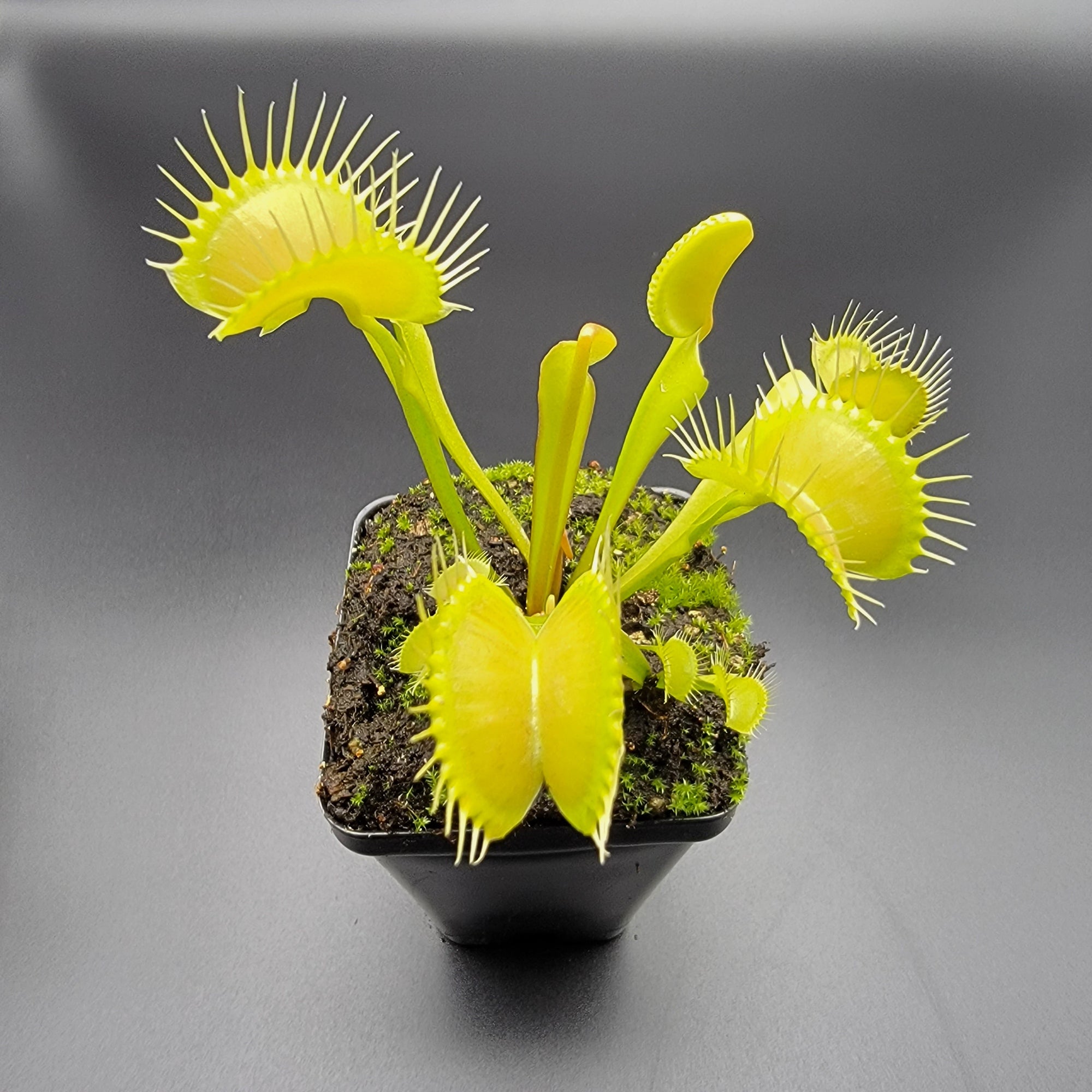 Venus flytrap (Dionaea muscipula) 'Big Mouth' x 'B52'