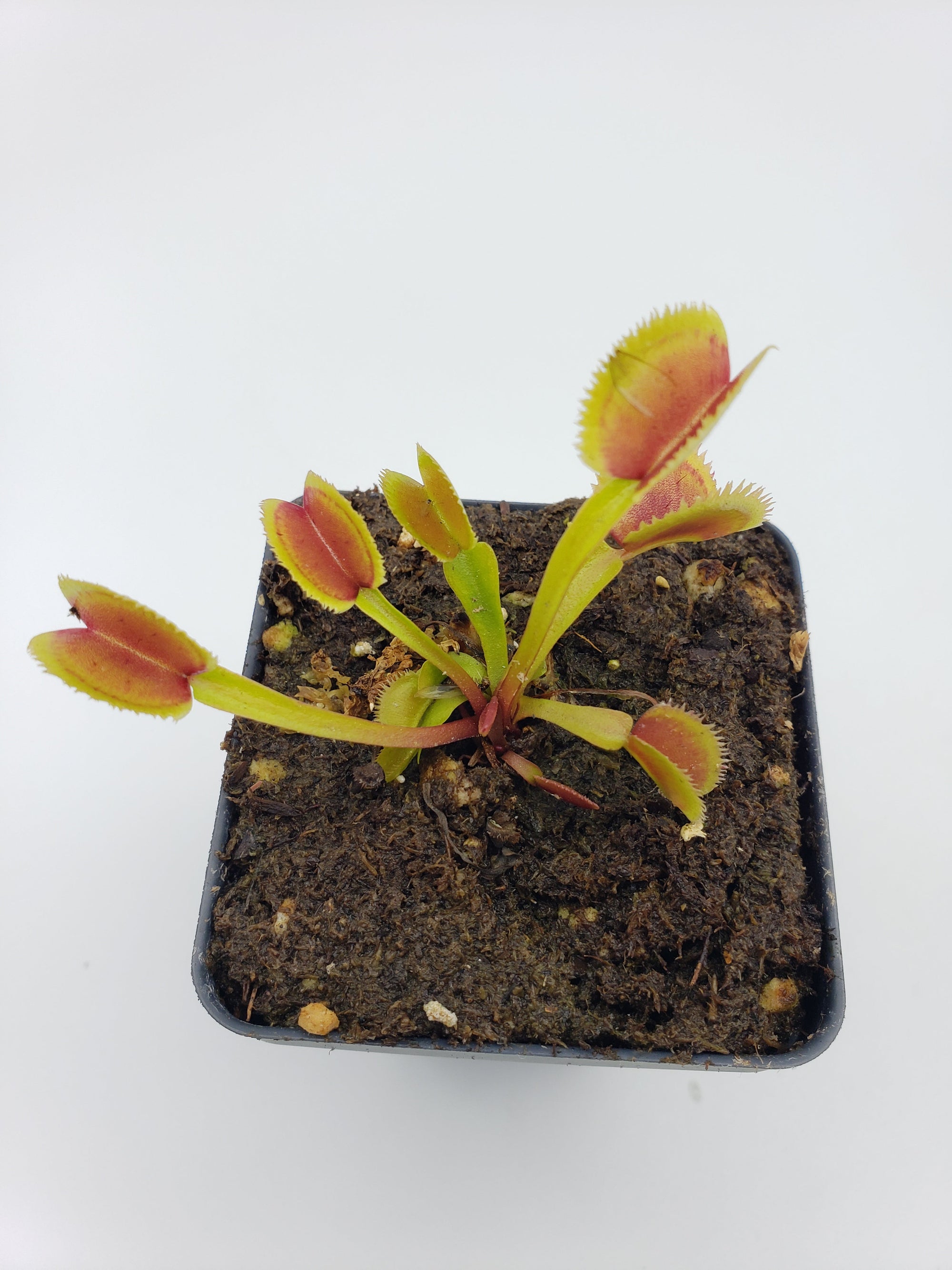 Venus flytrap (Dionaea muscipula) "Brutal Shark"