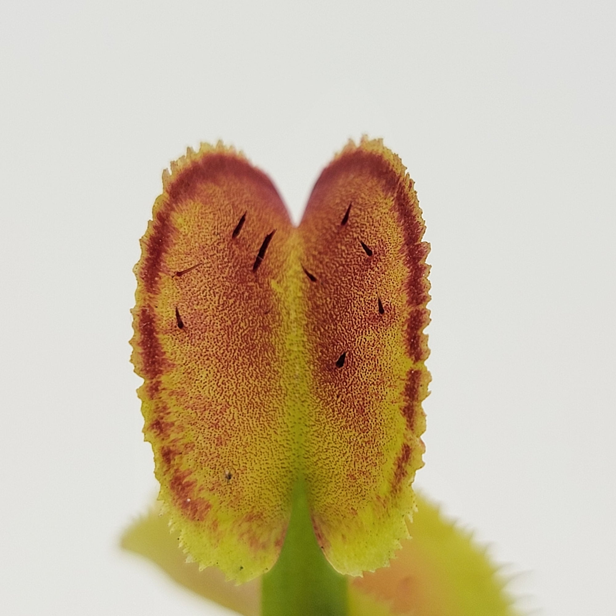 Venus flytrap (Dionaea muscipula) "FTS Trigger Happy"