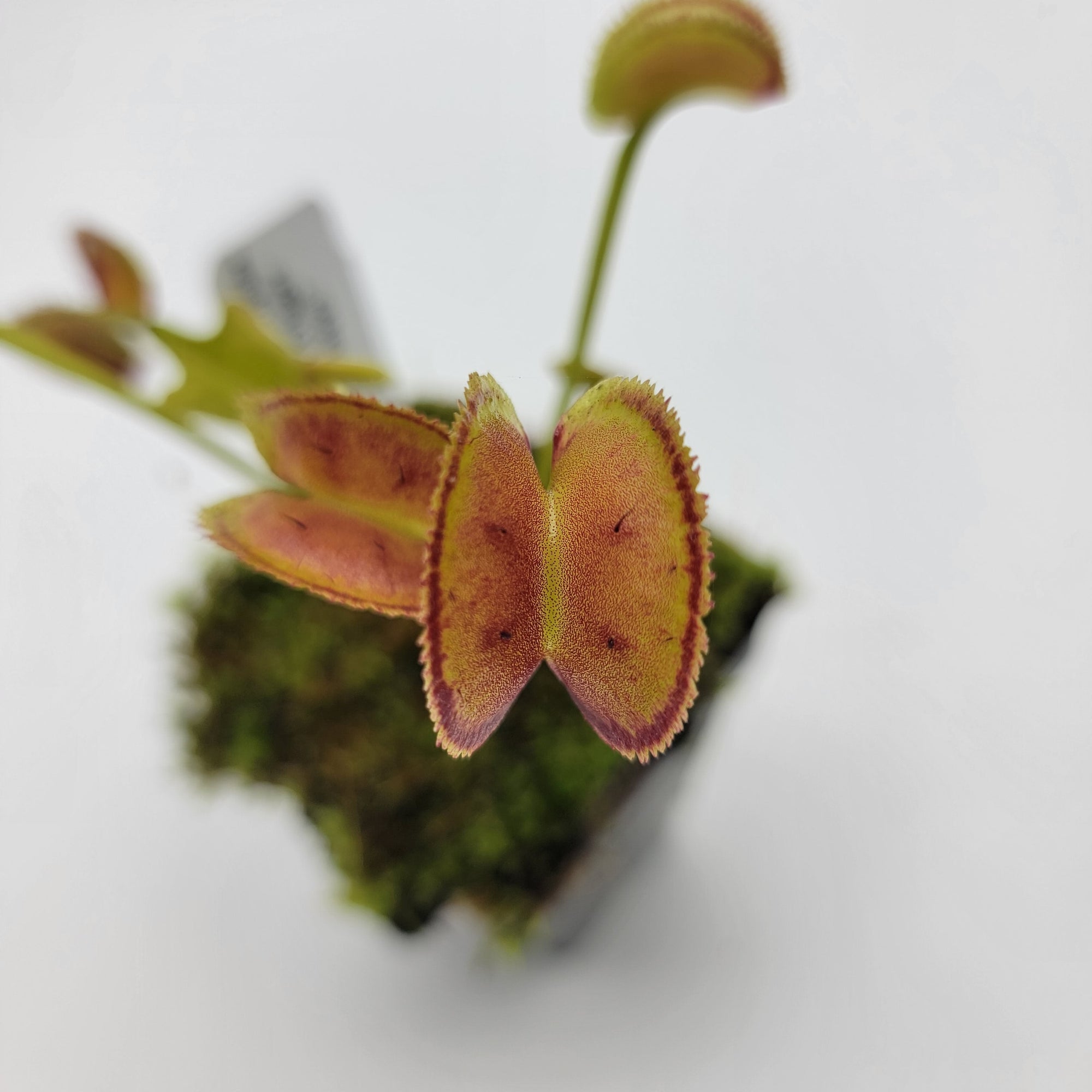 Venus flytrap (Dionaea muscipula) "FTS Trigger Happy"