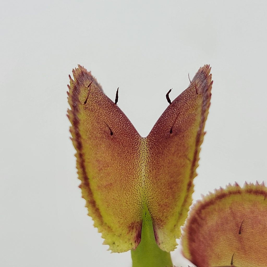 Venus flytrap (Dionaea muscipula) "FTS Trigger Happy"