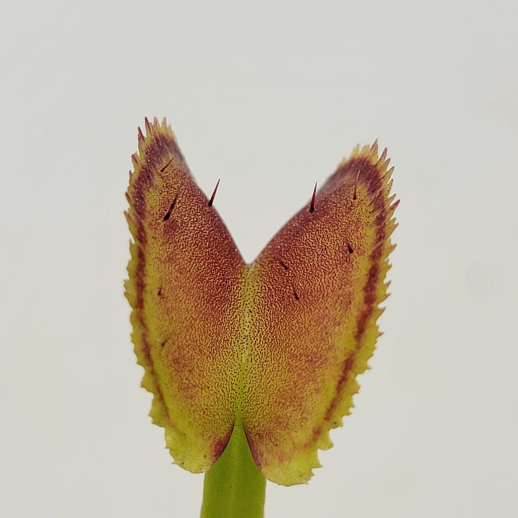 Venus flytrap (Dionaea muscipula) "FTS Trigger Happy"