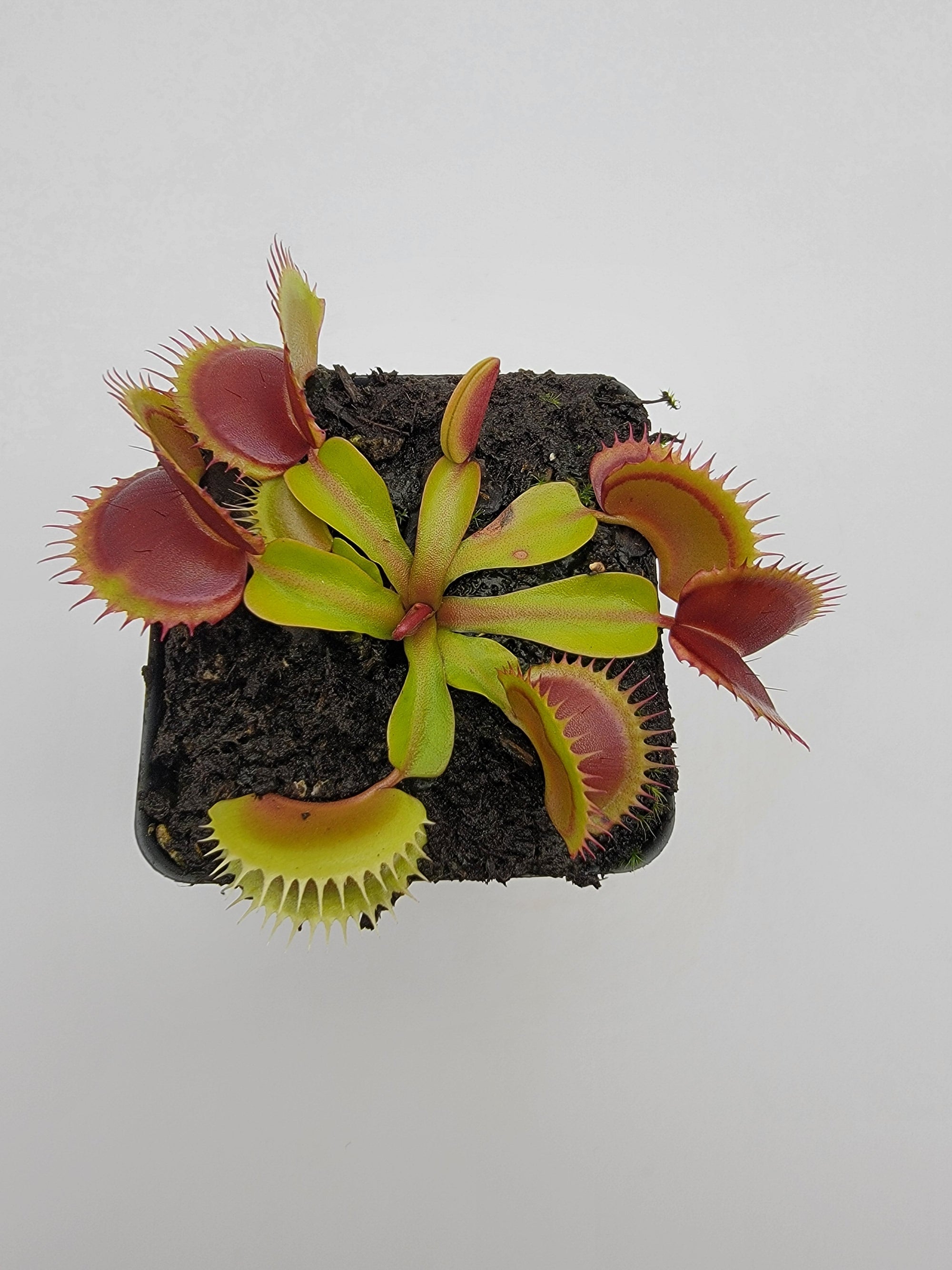 Venus flytrap (Dionaea muscipula) 'FTS Flaming Lips'