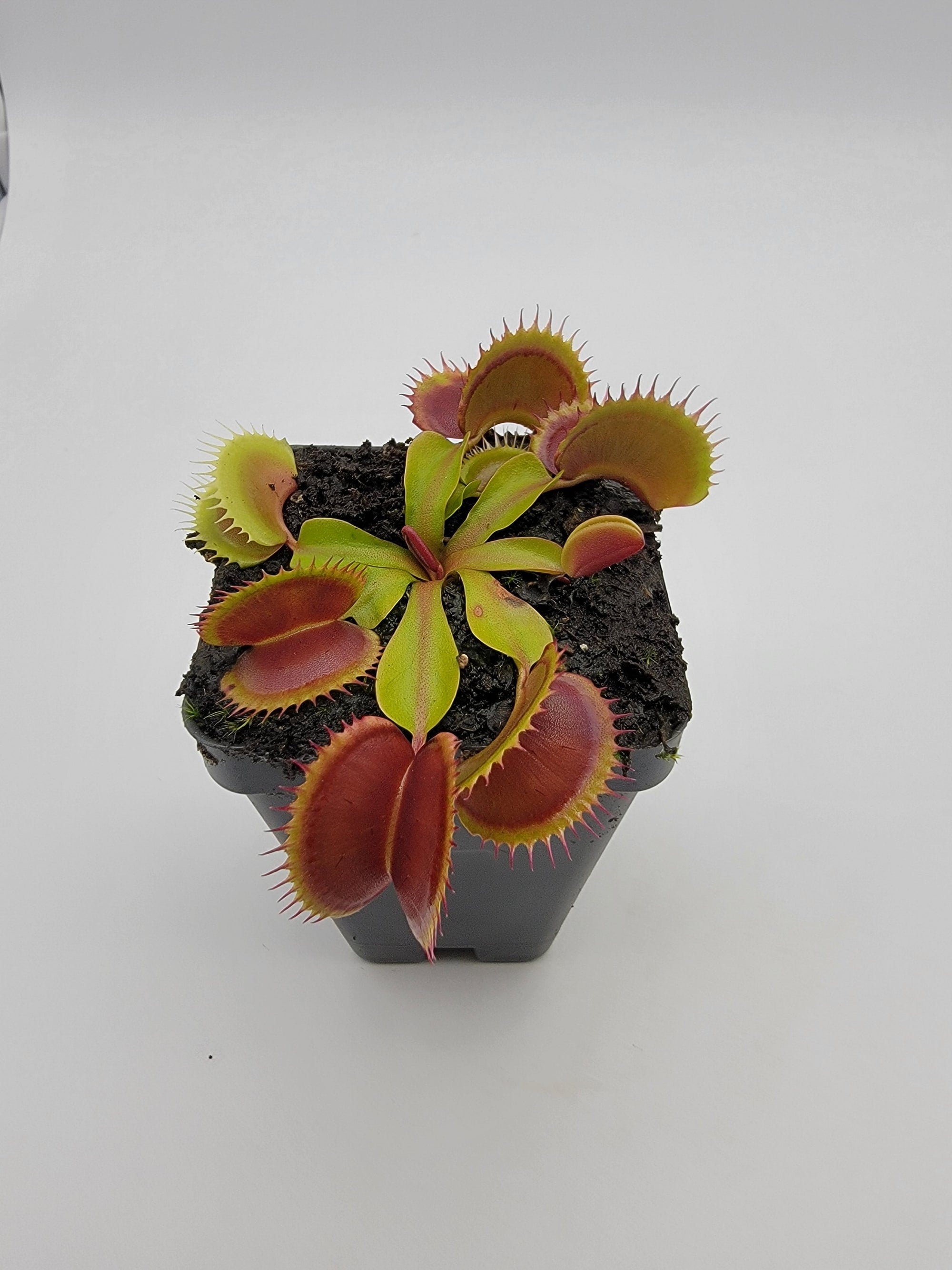 Venus flytrap (Dionaea muscipula) 'FTS Flaming Lips'
