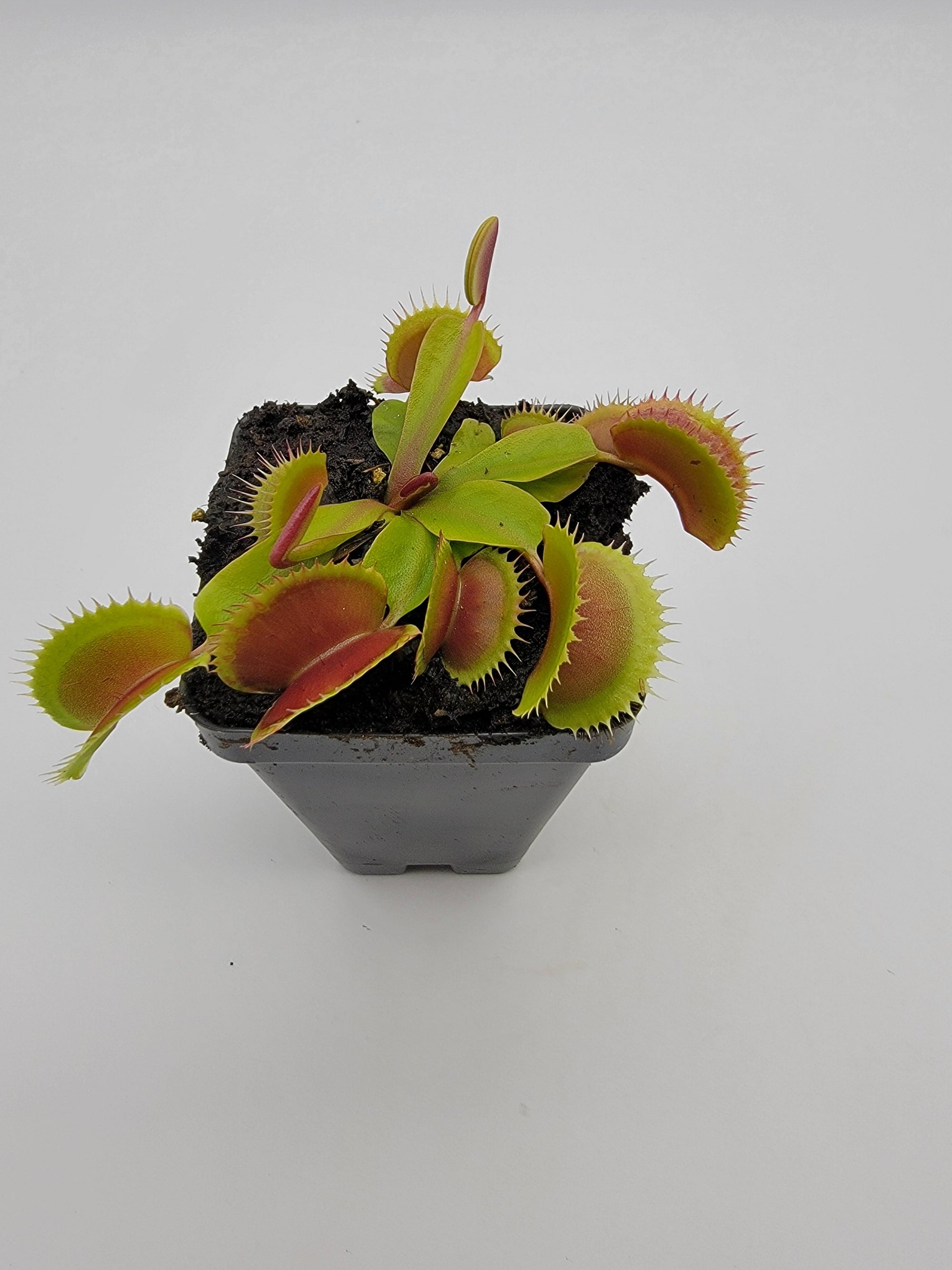 Venus flytrap (Dionaea muscipula) 'FTS Flaming Lips'