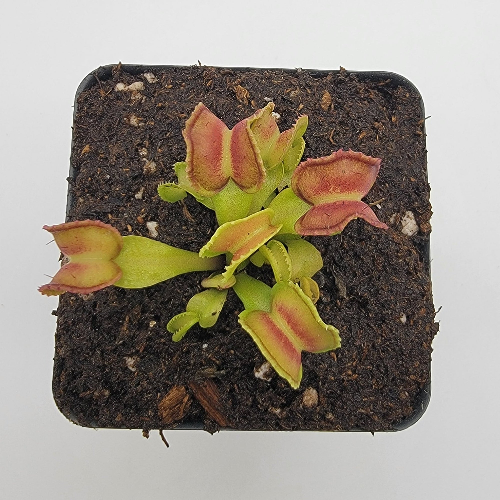 Venus flytrap (Dionaea muscipula) "GJ Giant Cudo"