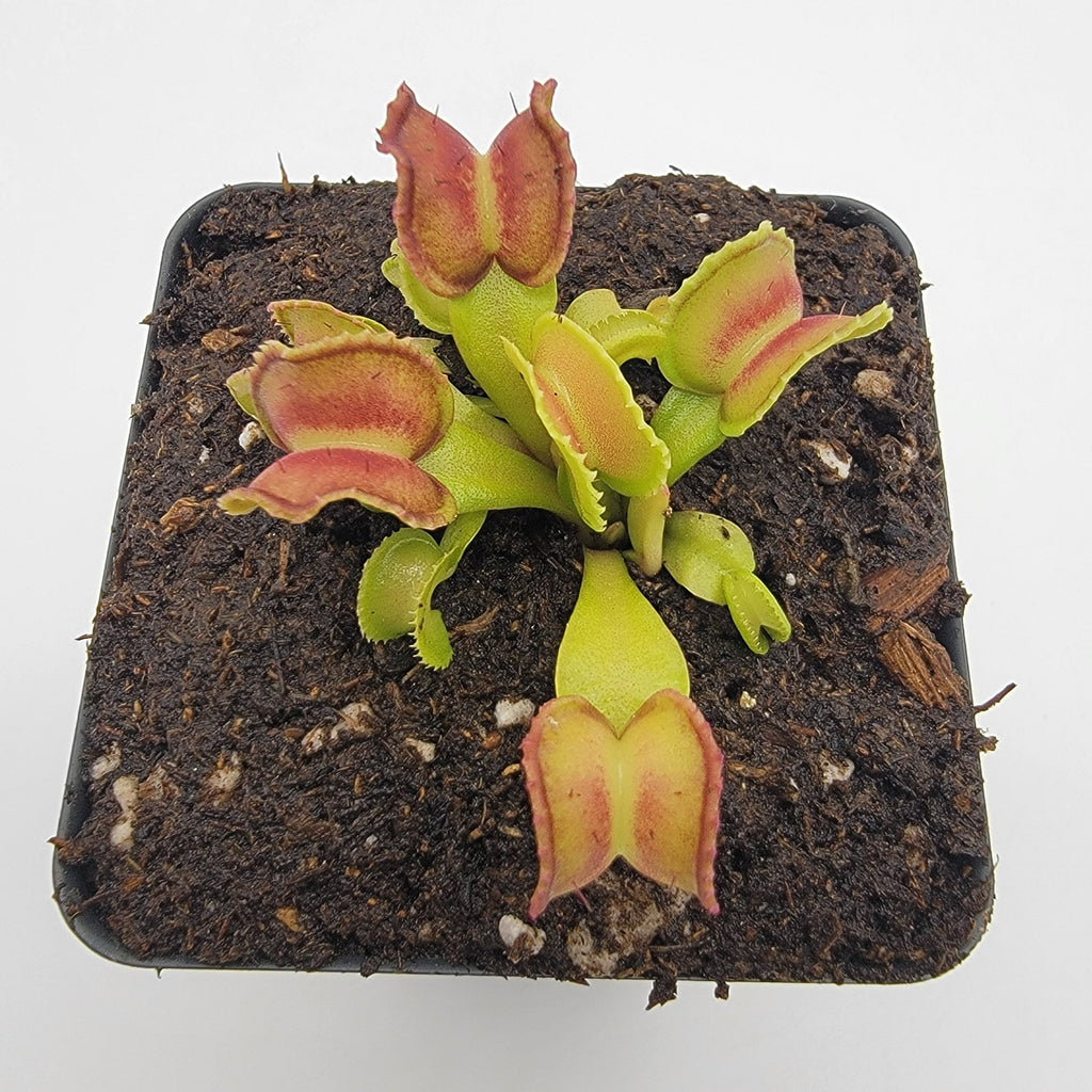 Venus flytrap (Dionaea muscipula) "GJ Giant Cudo"
