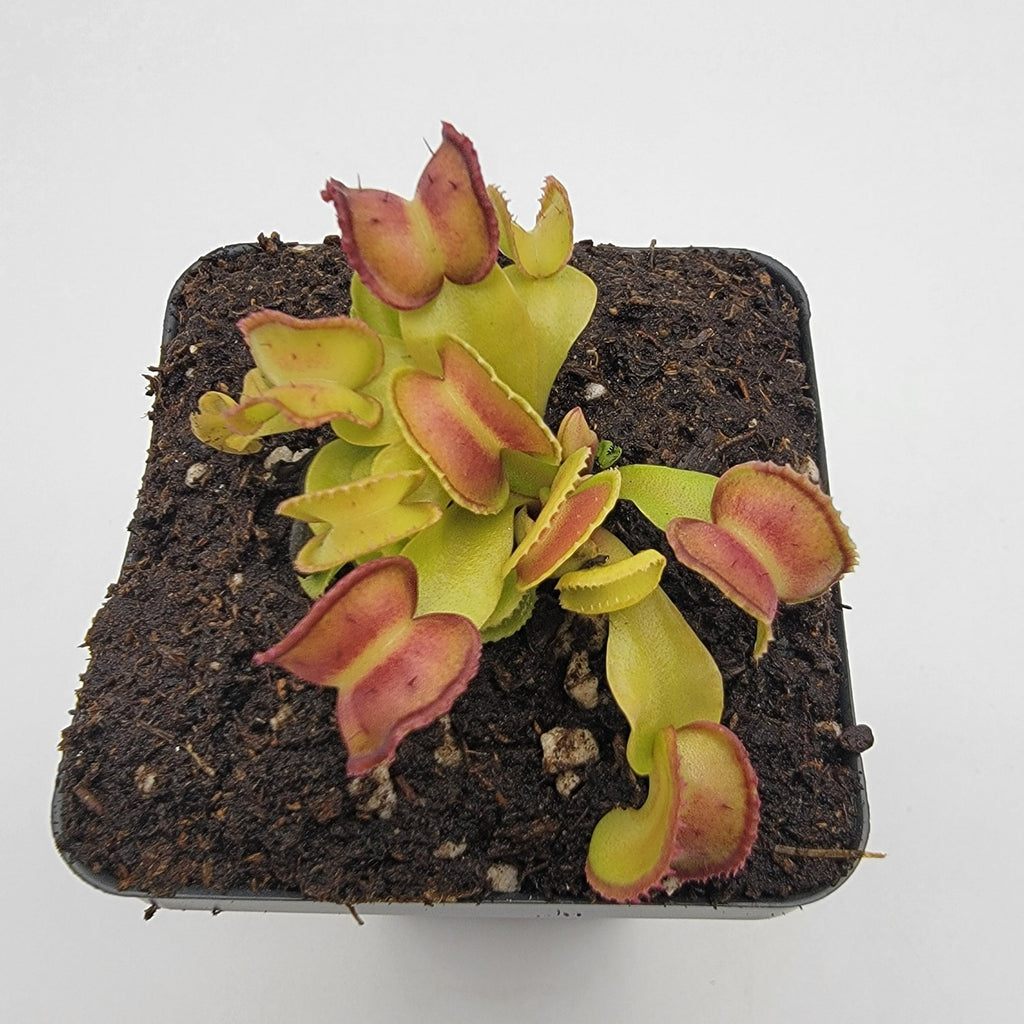 Venus flytrap (Dionaea muscipula) "GJ Giant Cudo"