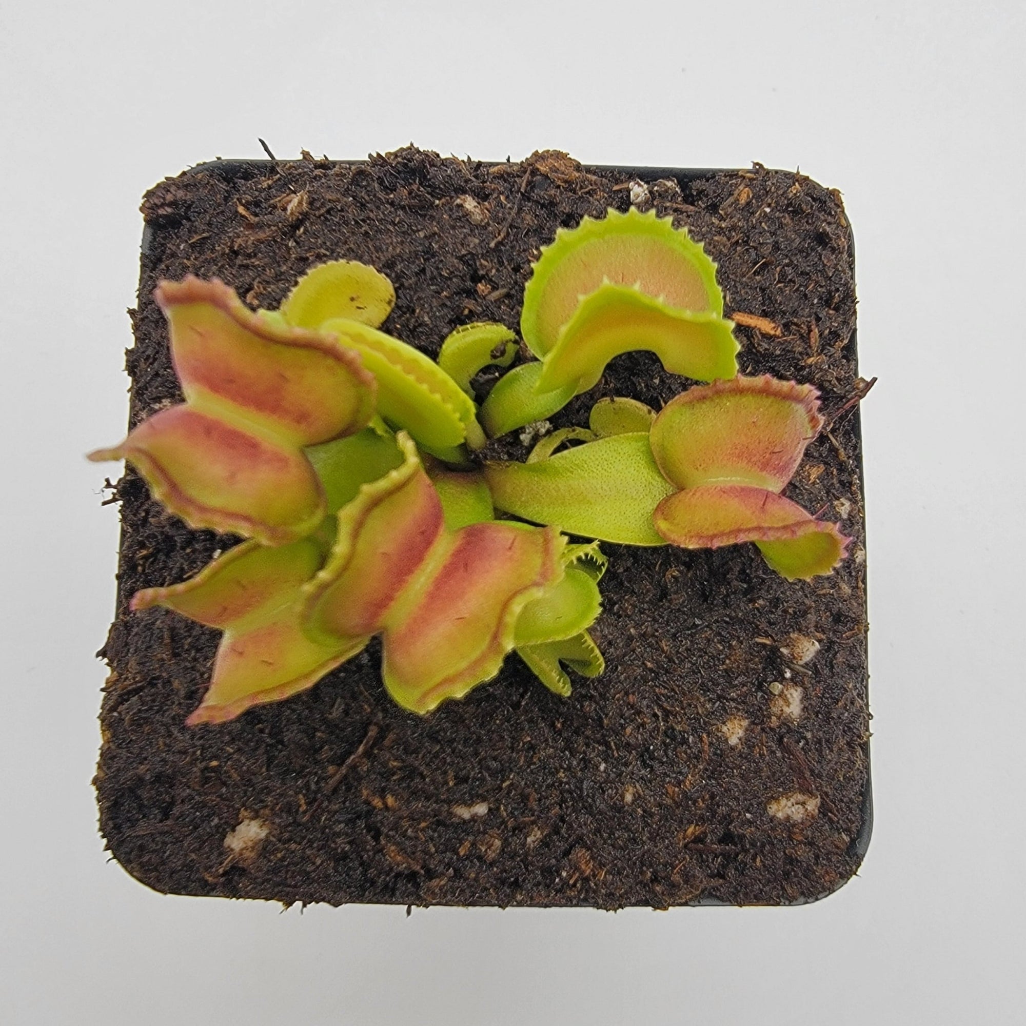 Venus flytrap (Dionaea muscipula) "GJ Giant Cudo"